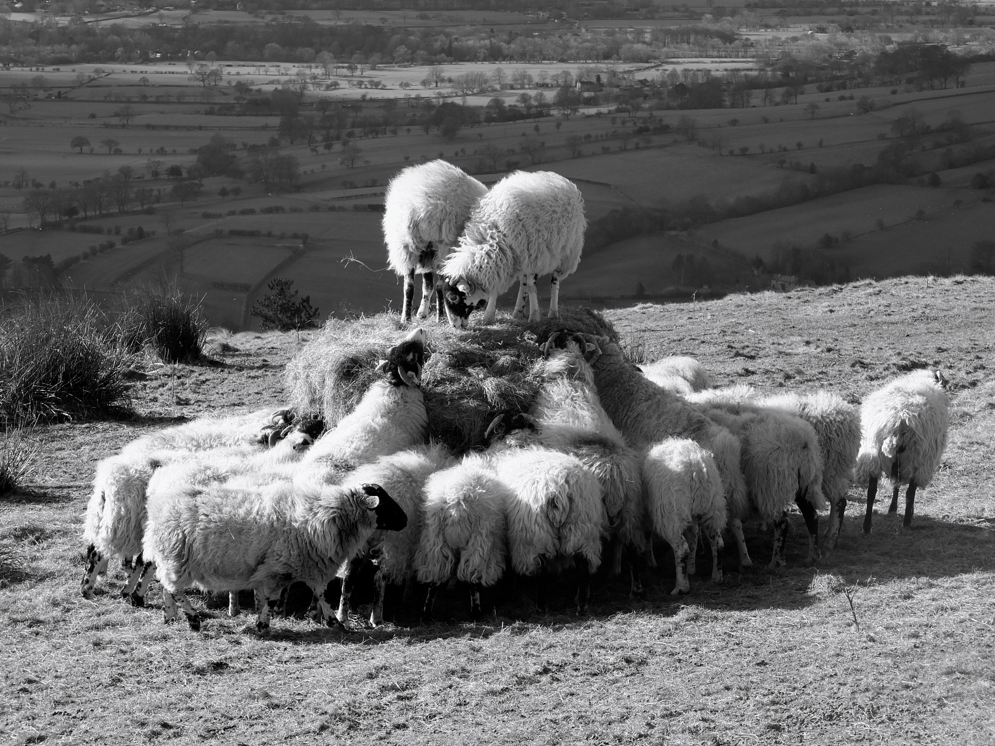 中蒙边境草原起火 大量羊被烧焦