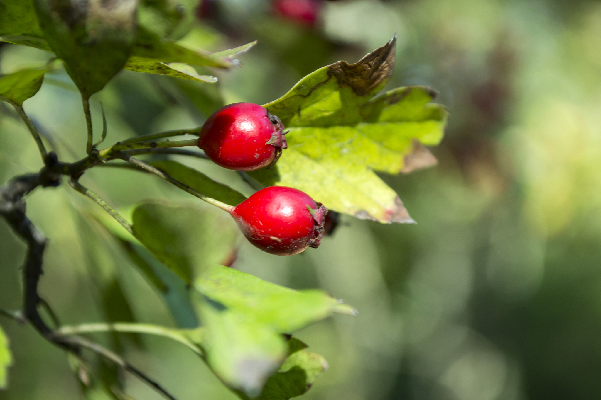 dog rose berries, macro shot. rosa canina.