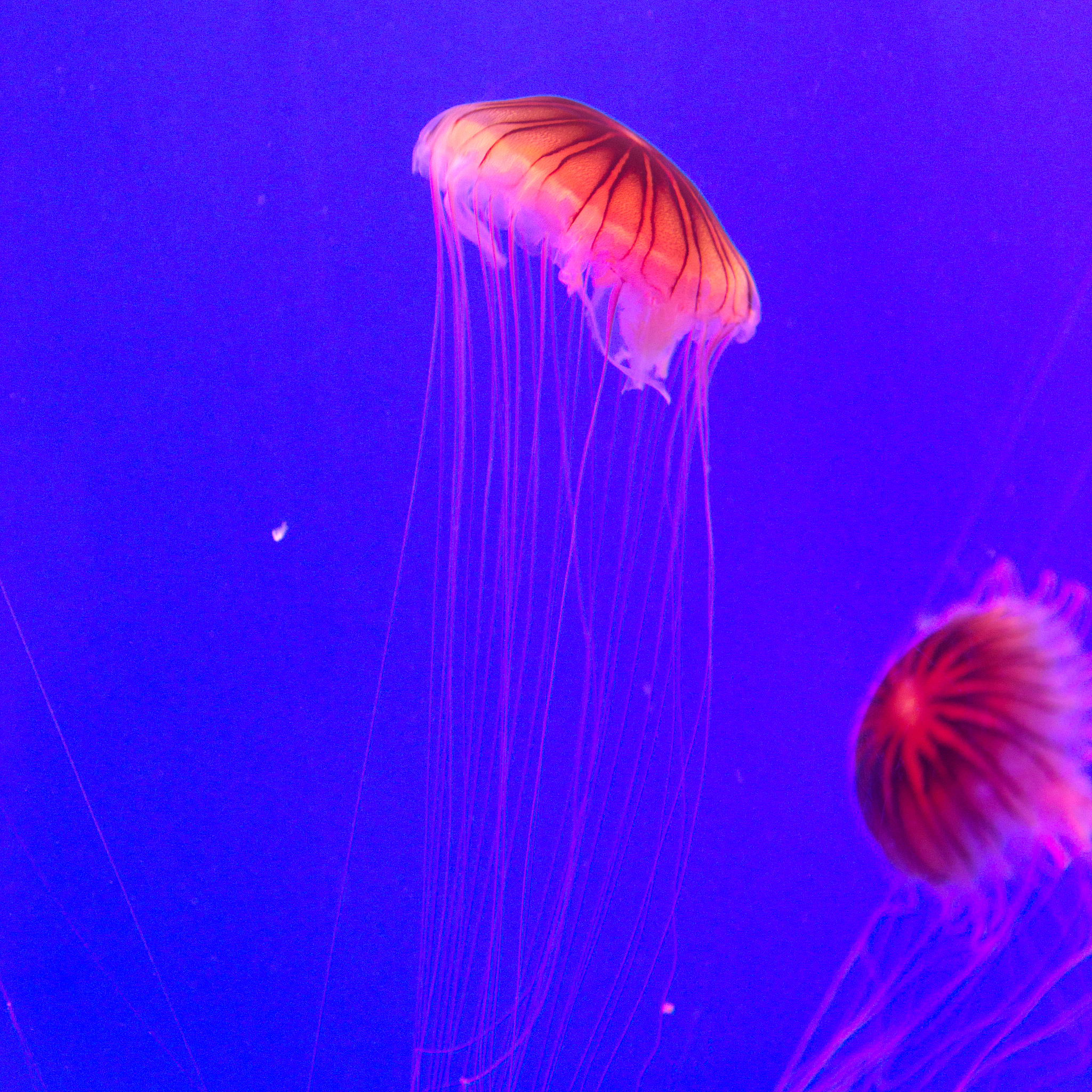 水母头后面太少怎么回事回答+拓展