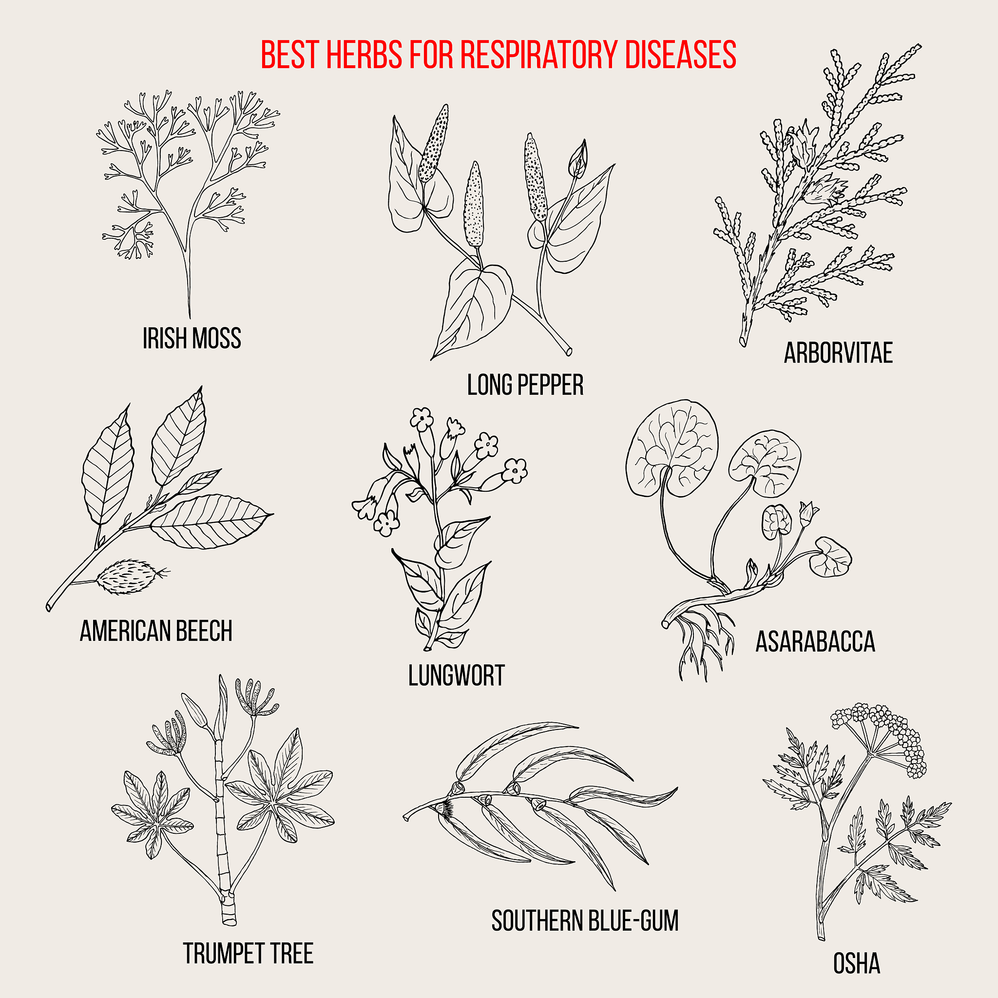Phlegmariurus Section: Description, Characteristics, and Species in China