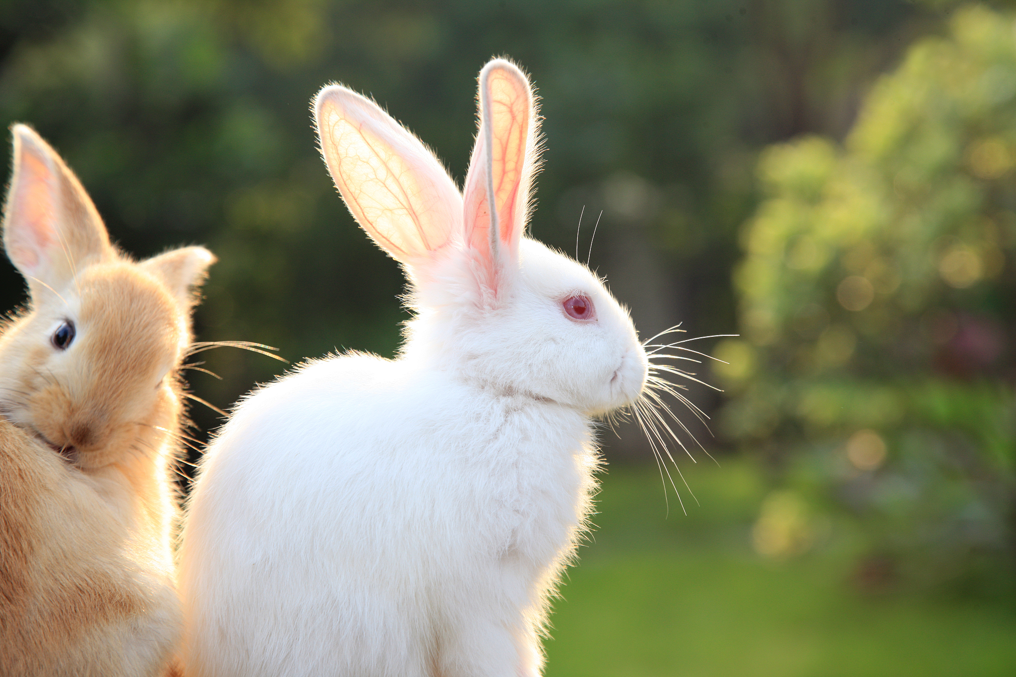 生肖兔的性格特点、运势分析及幸运数字