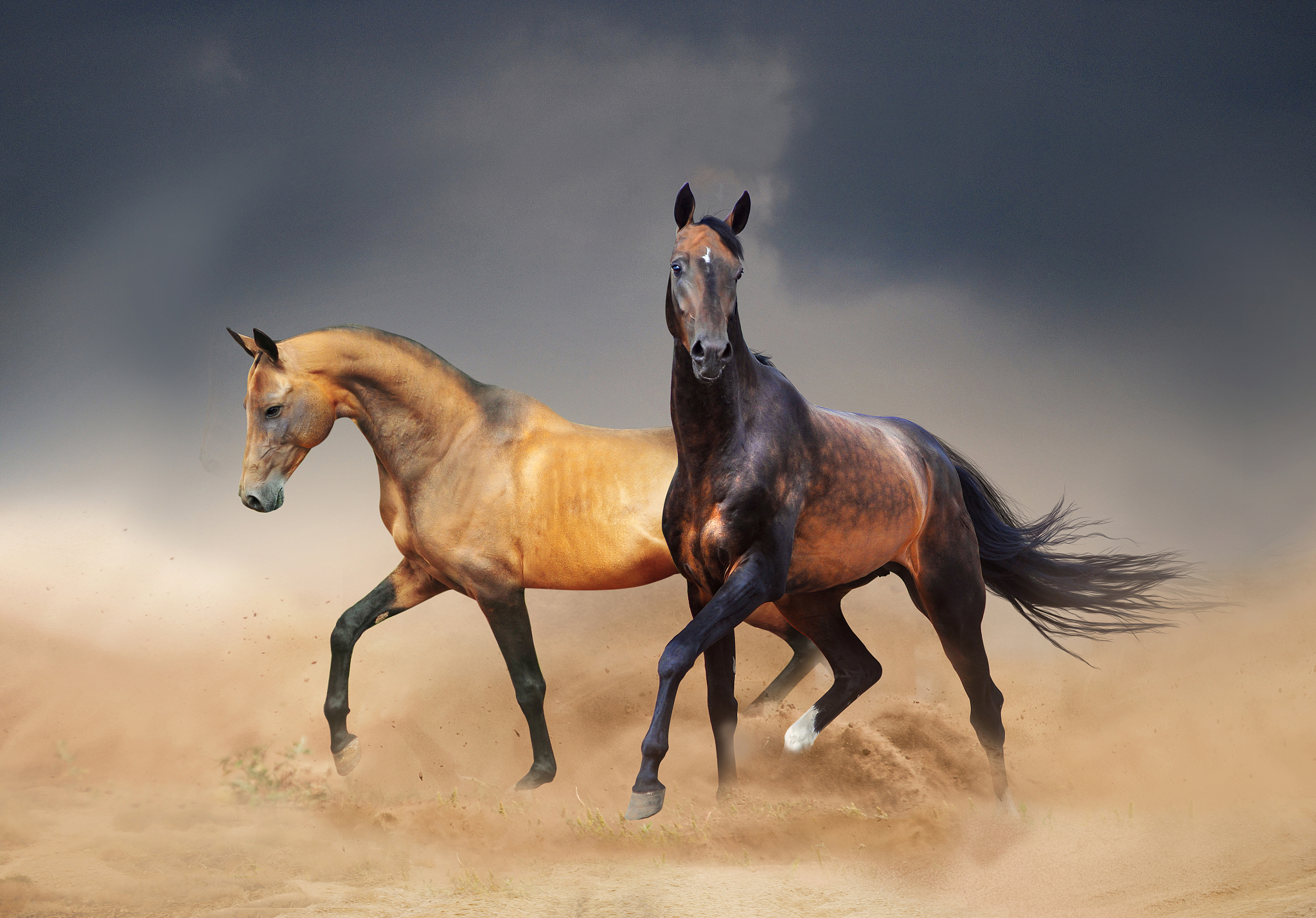 two akhal-teke horses running in desert