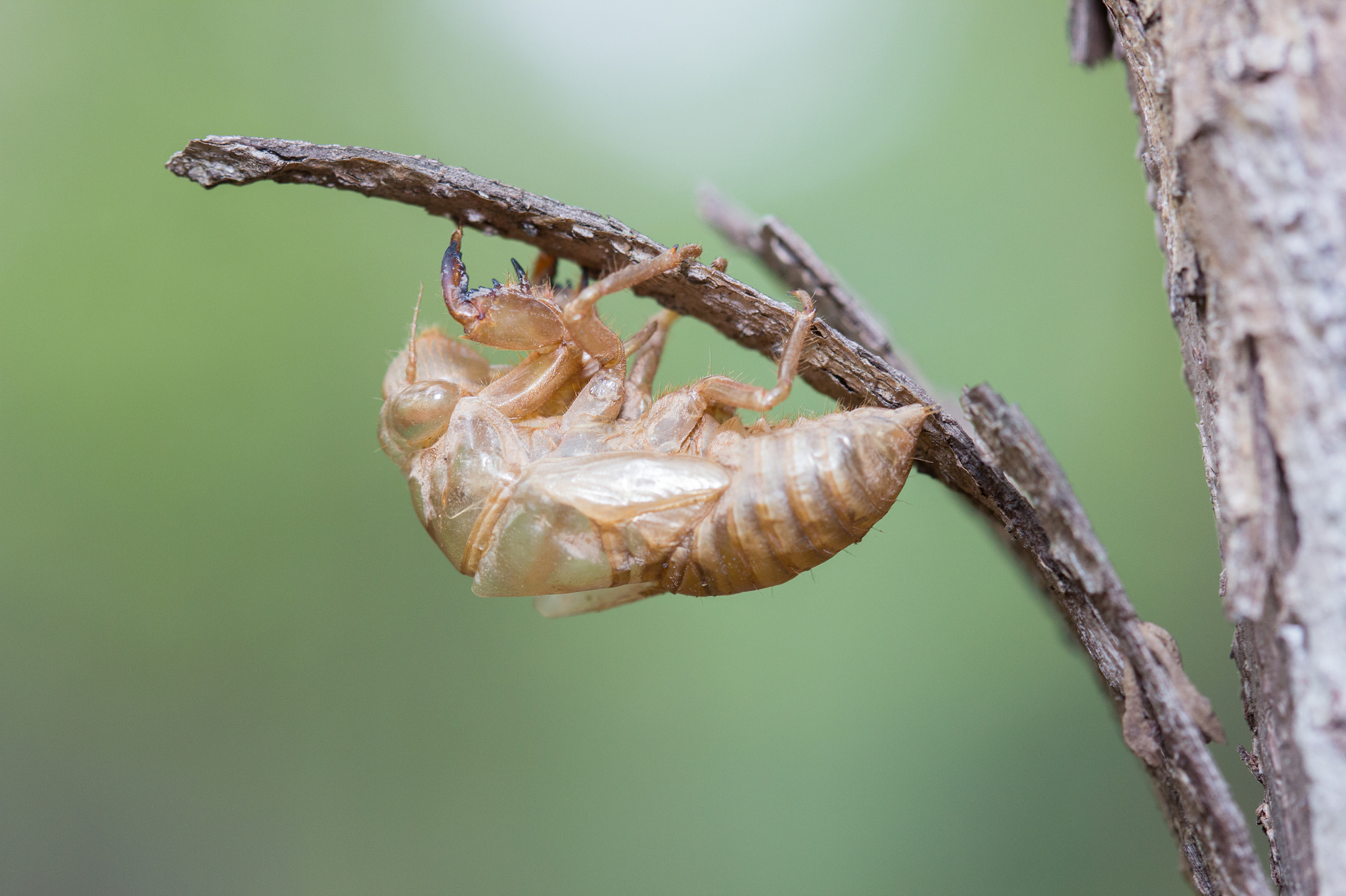 cicadas