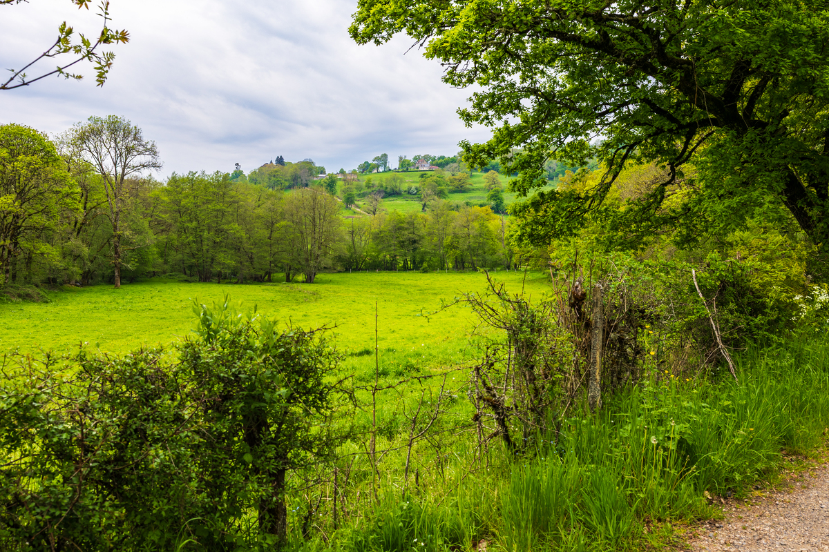 乡村风光 写一篇300字小学作文