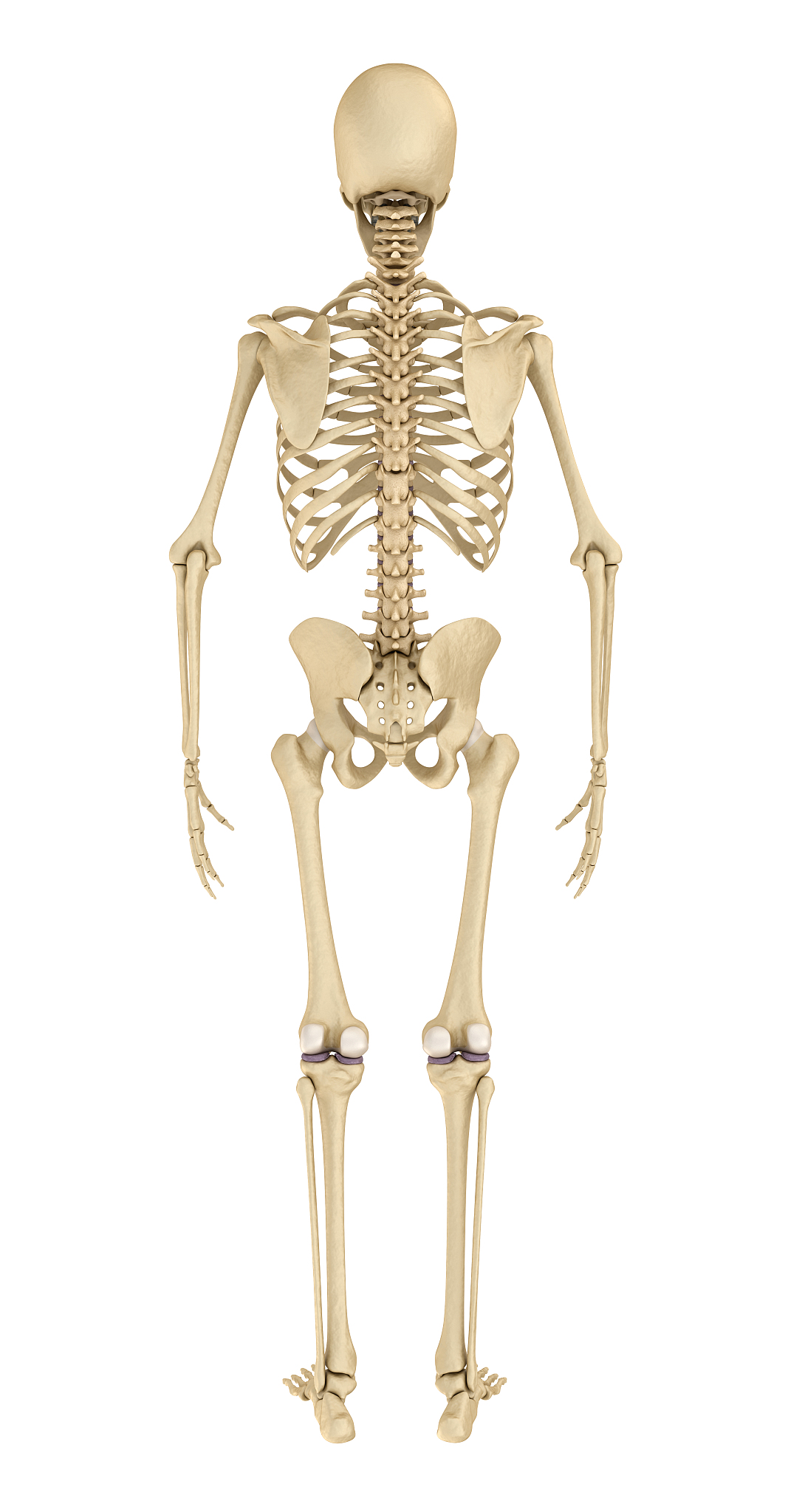 人体骨骼的形态与组成