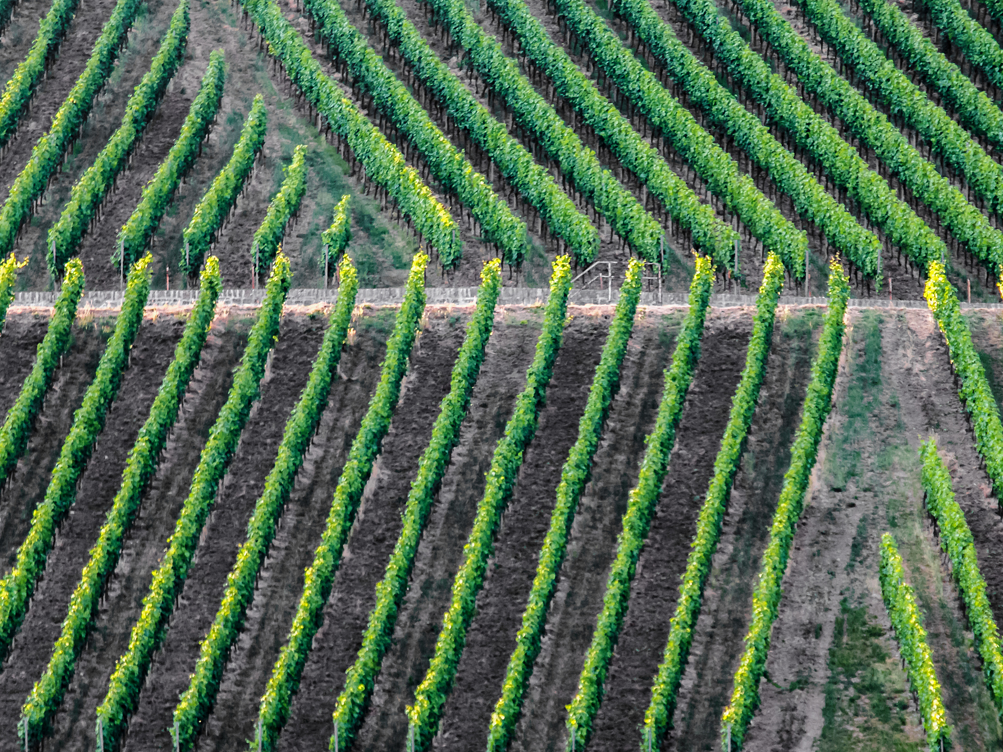 彝良县职业技术高级中学现代农艺技术专业招生 - 培养未来农业领军人才