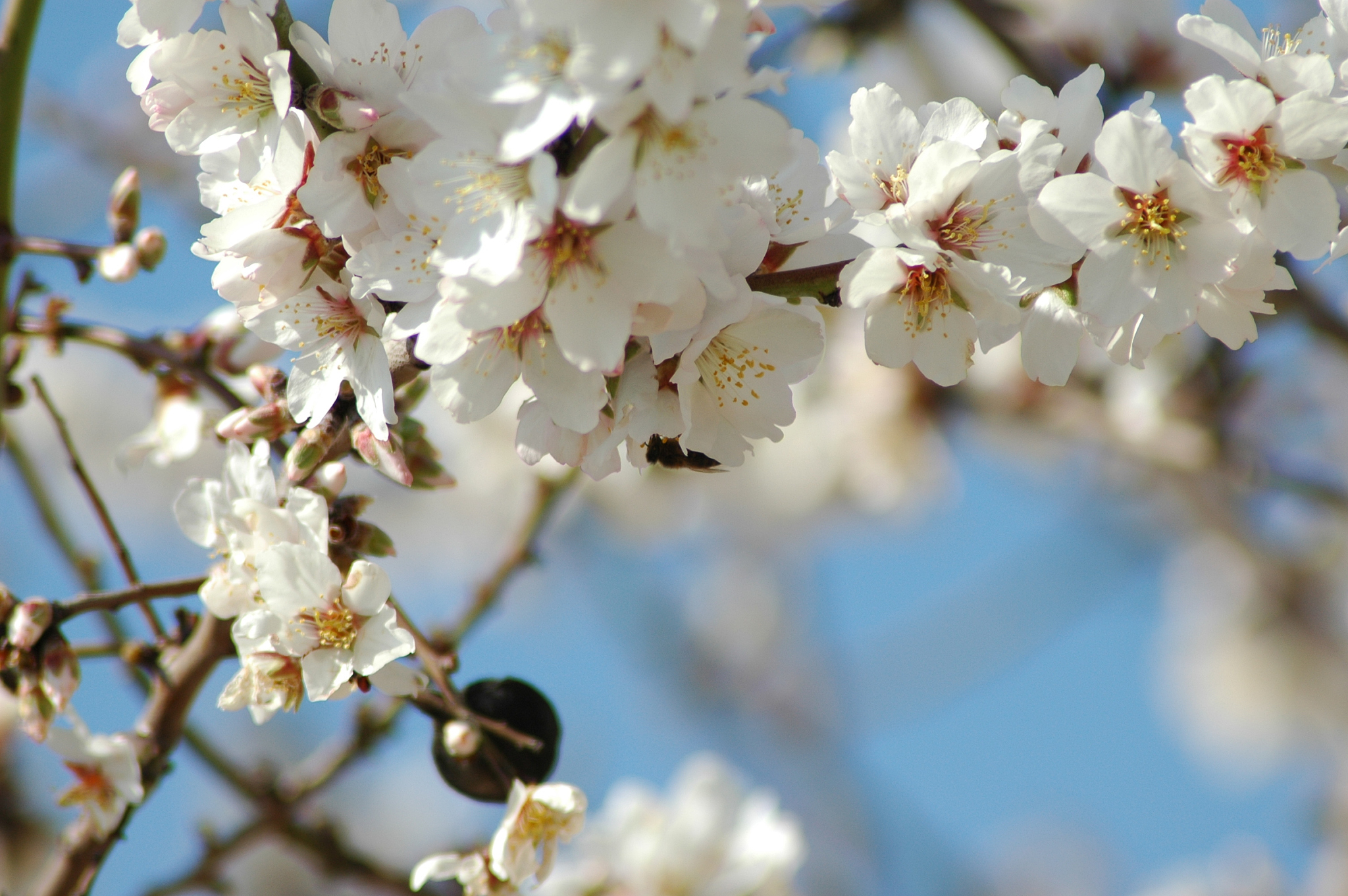 mandelblüte mit biene - spanien