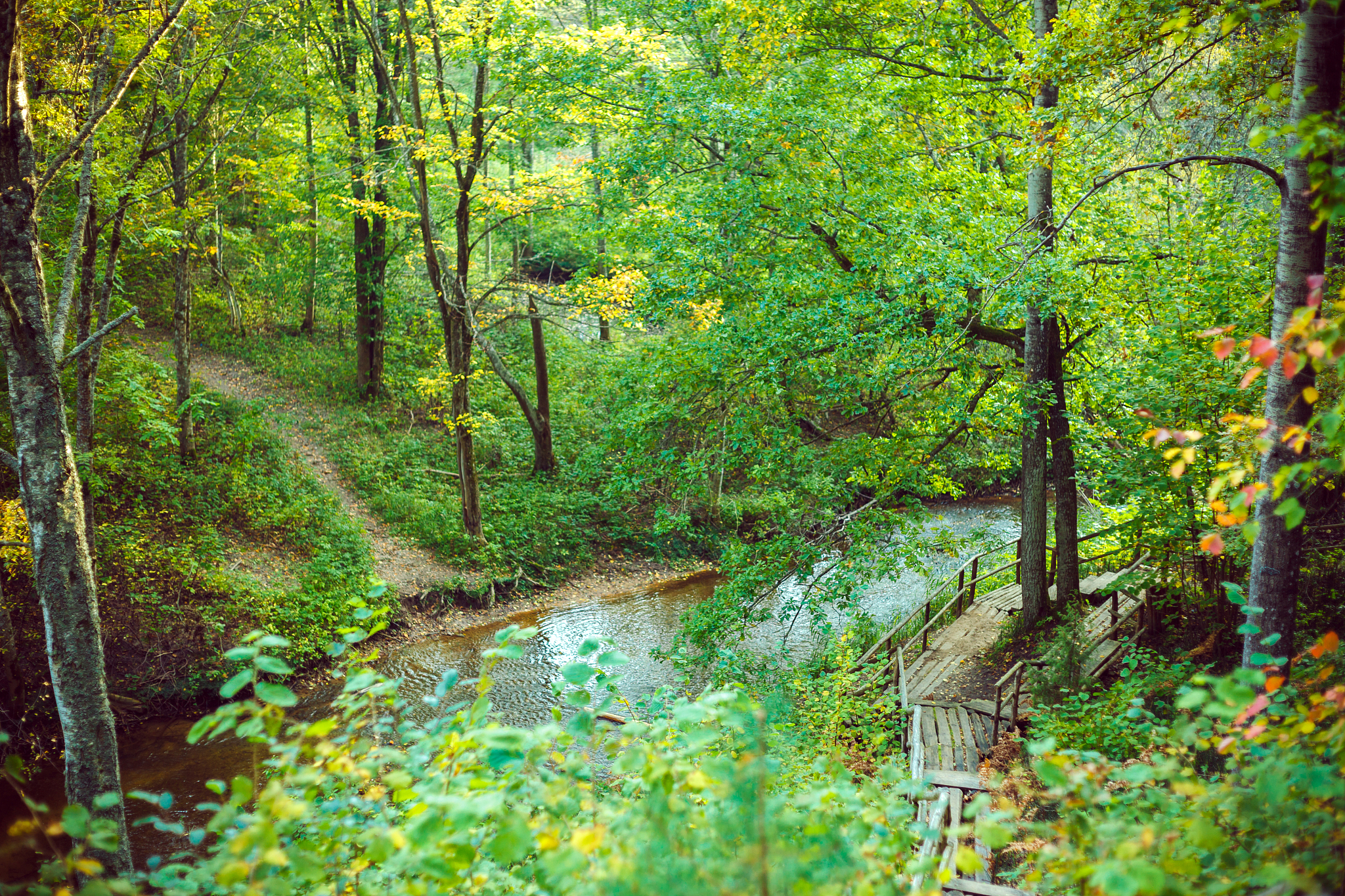 🌳🌿✨逃离城市喧嚣，我在山林间找到治愈的力量！✨🌿🌳