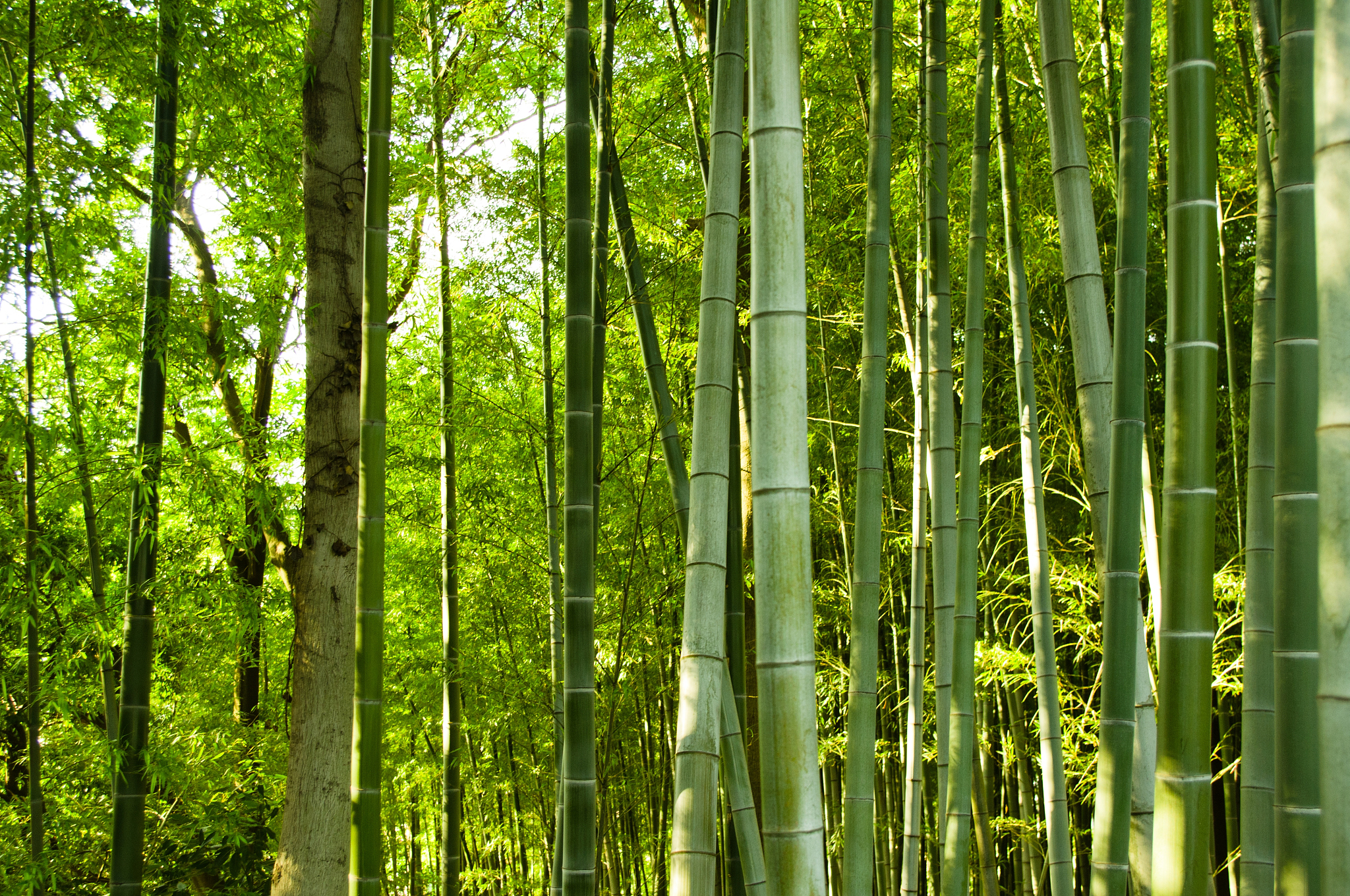 bamboo forest