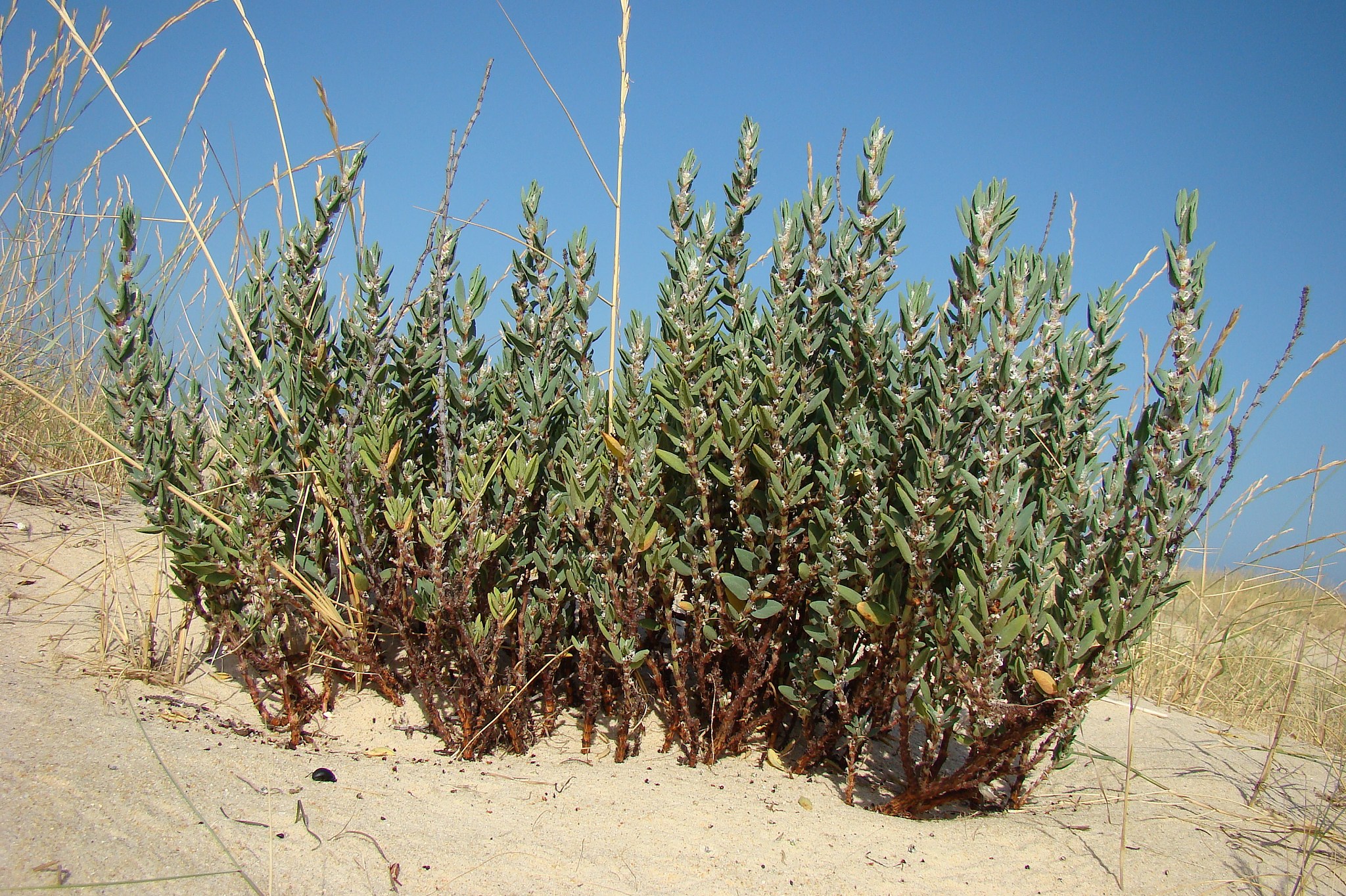 植物检疫专科专业怎么样？用发