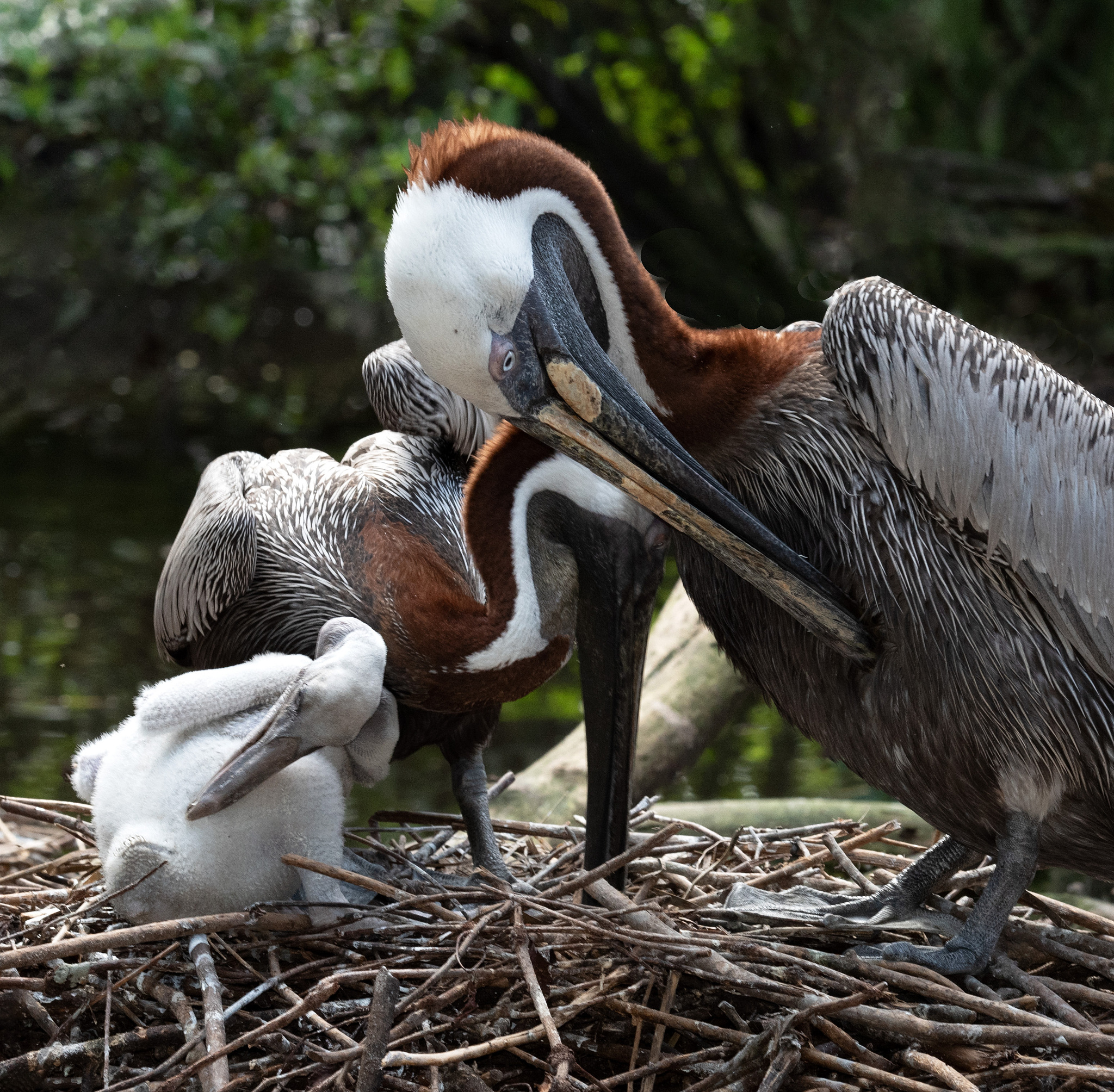 family of mother, father, and baby brown pelicans