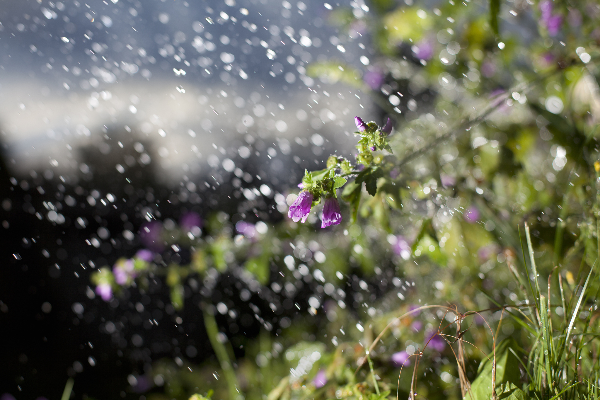 春雨的特点：温和、适宜、晶莹剔透，带来新生命