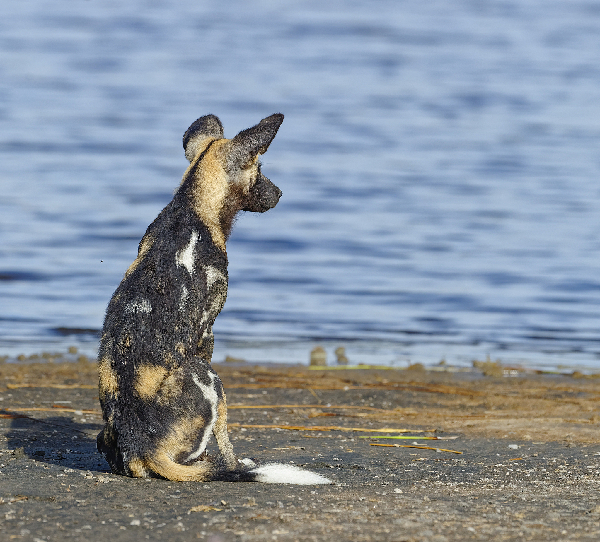 african wild dog (lyacon pictus)