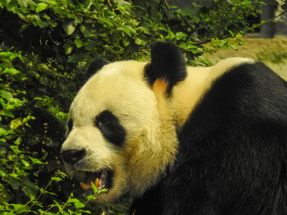 旅美大熊猫生活状况真相：拒绝虚假信息，保护动物