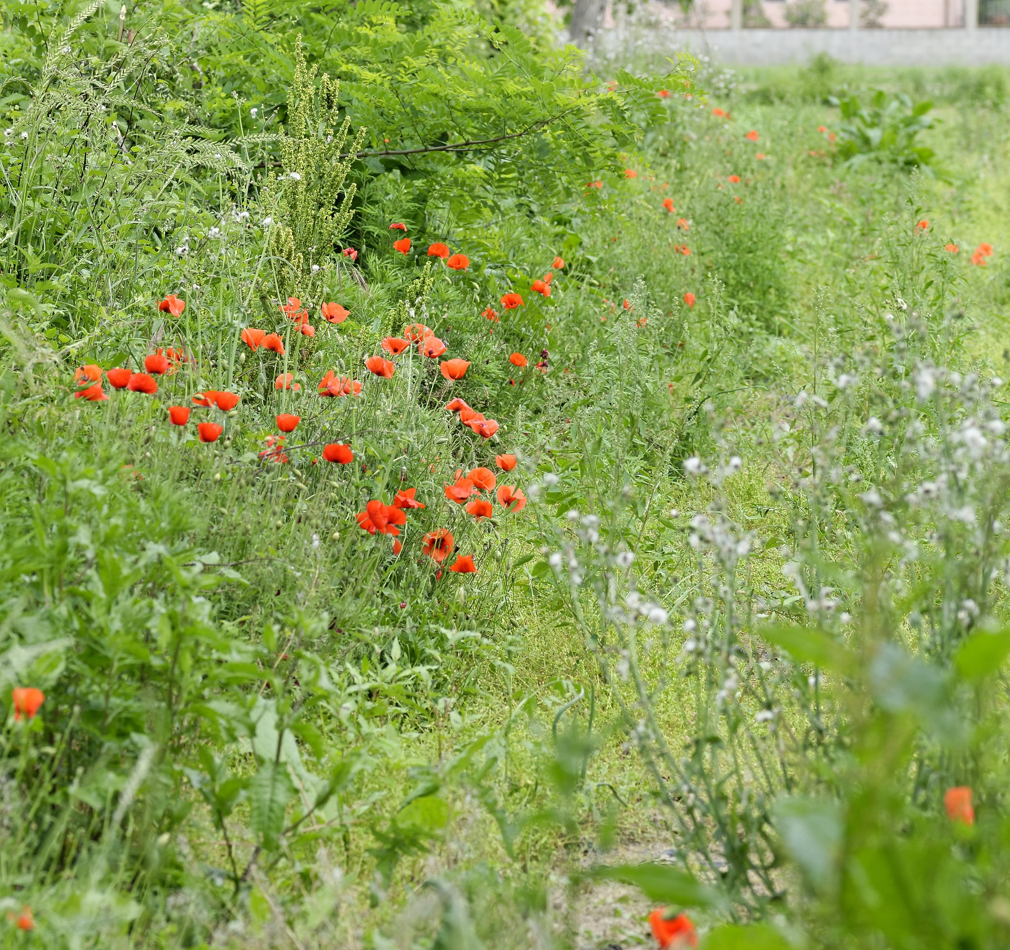 植物光合作用研究：机制、调控、进化与应用