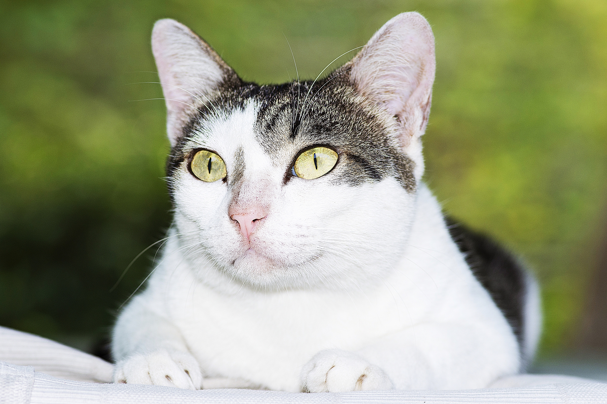 stray cat.