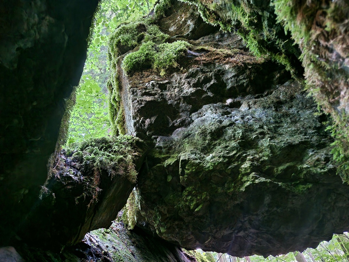 仙人洞自然保护区：珍稀动植物的宝库