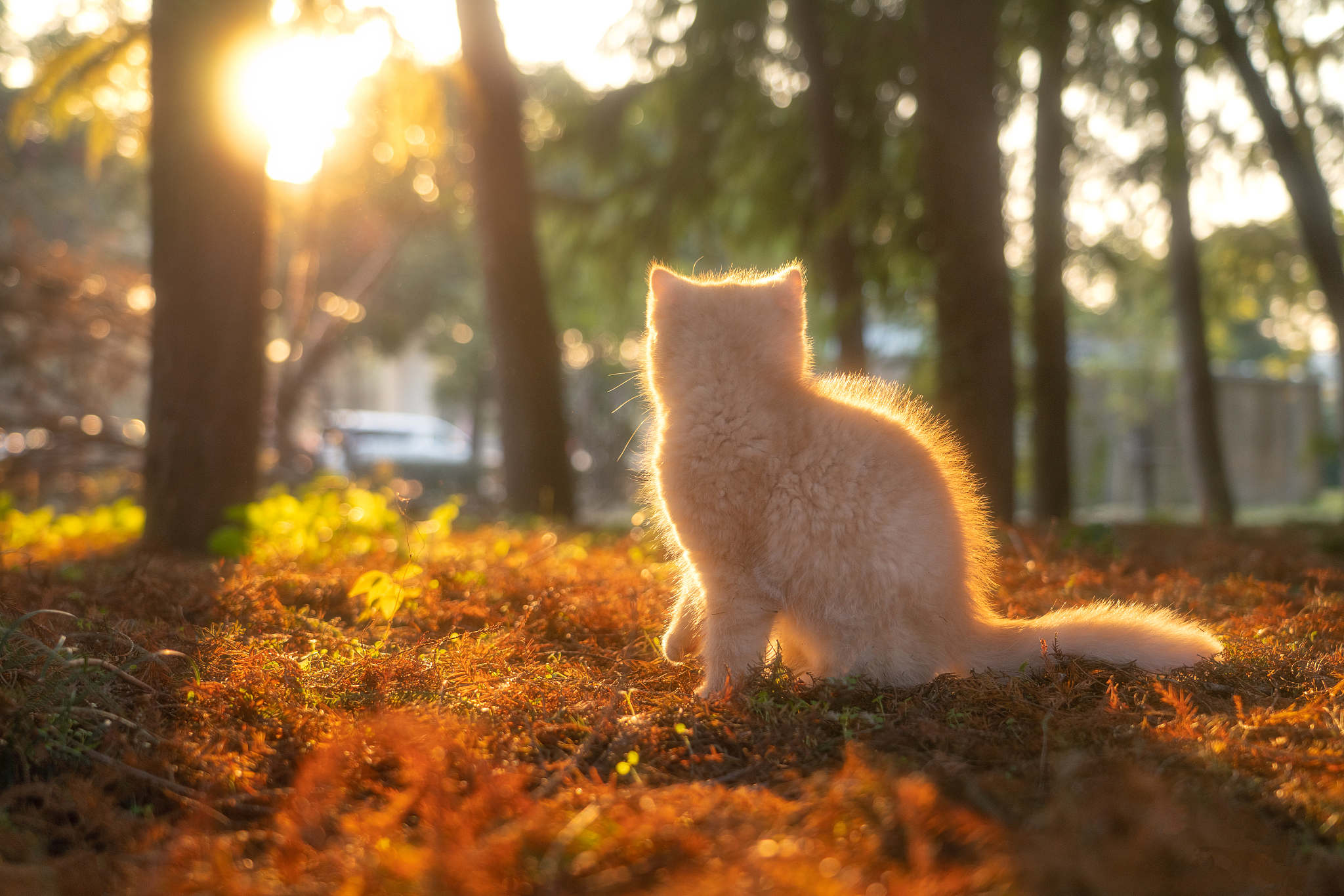 描写小猫在树下睡觉的段落