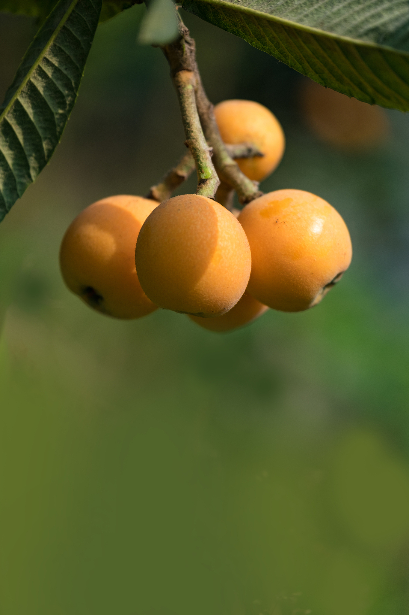 请帮我写1篇不少于750汉字的博客文章语言要幽默口语化。主题是：枇杷是什么季节吃的枇杷的季节