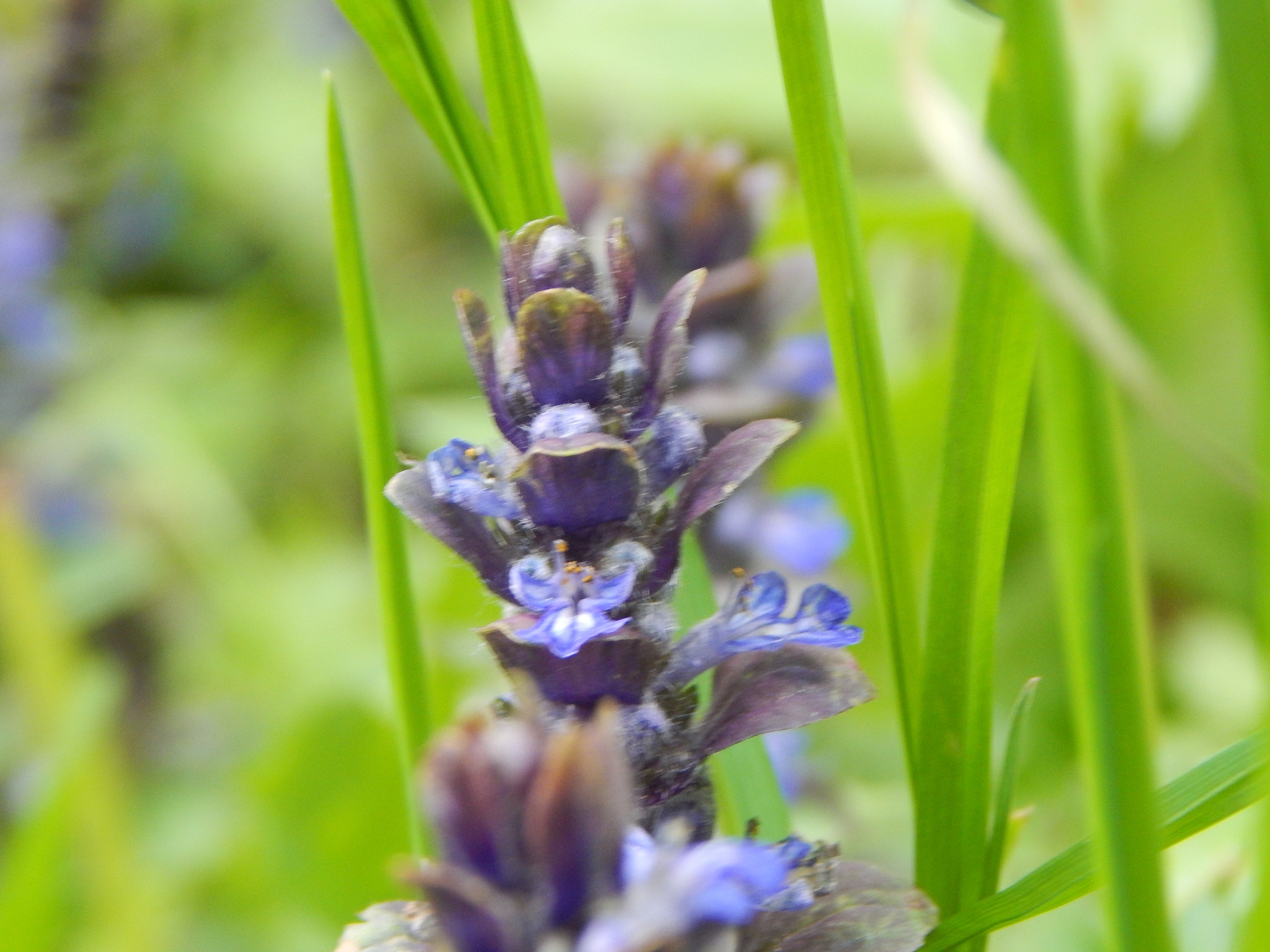 beautiful photos of flowering flowers, shrubs and trees