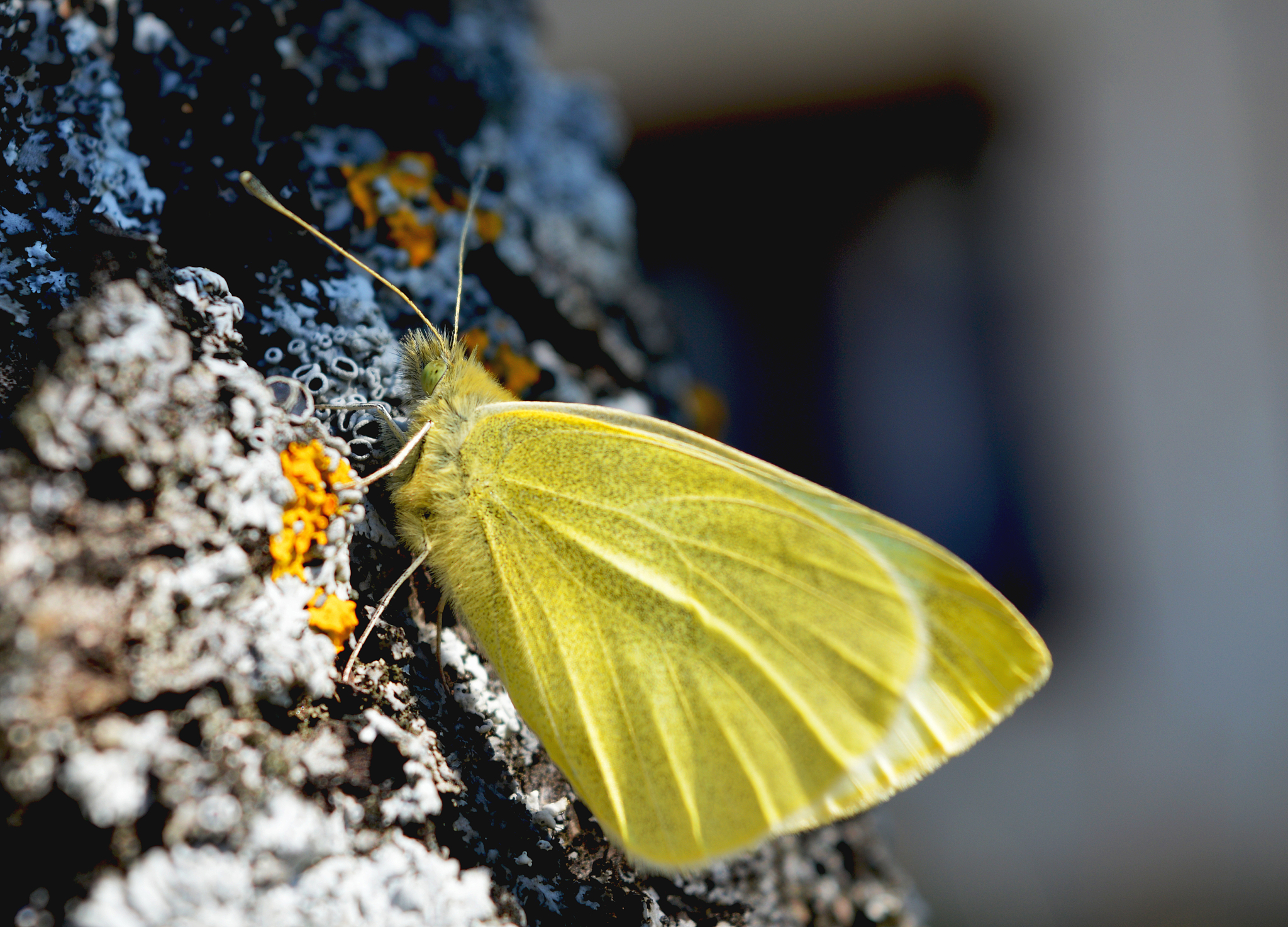 butterfly