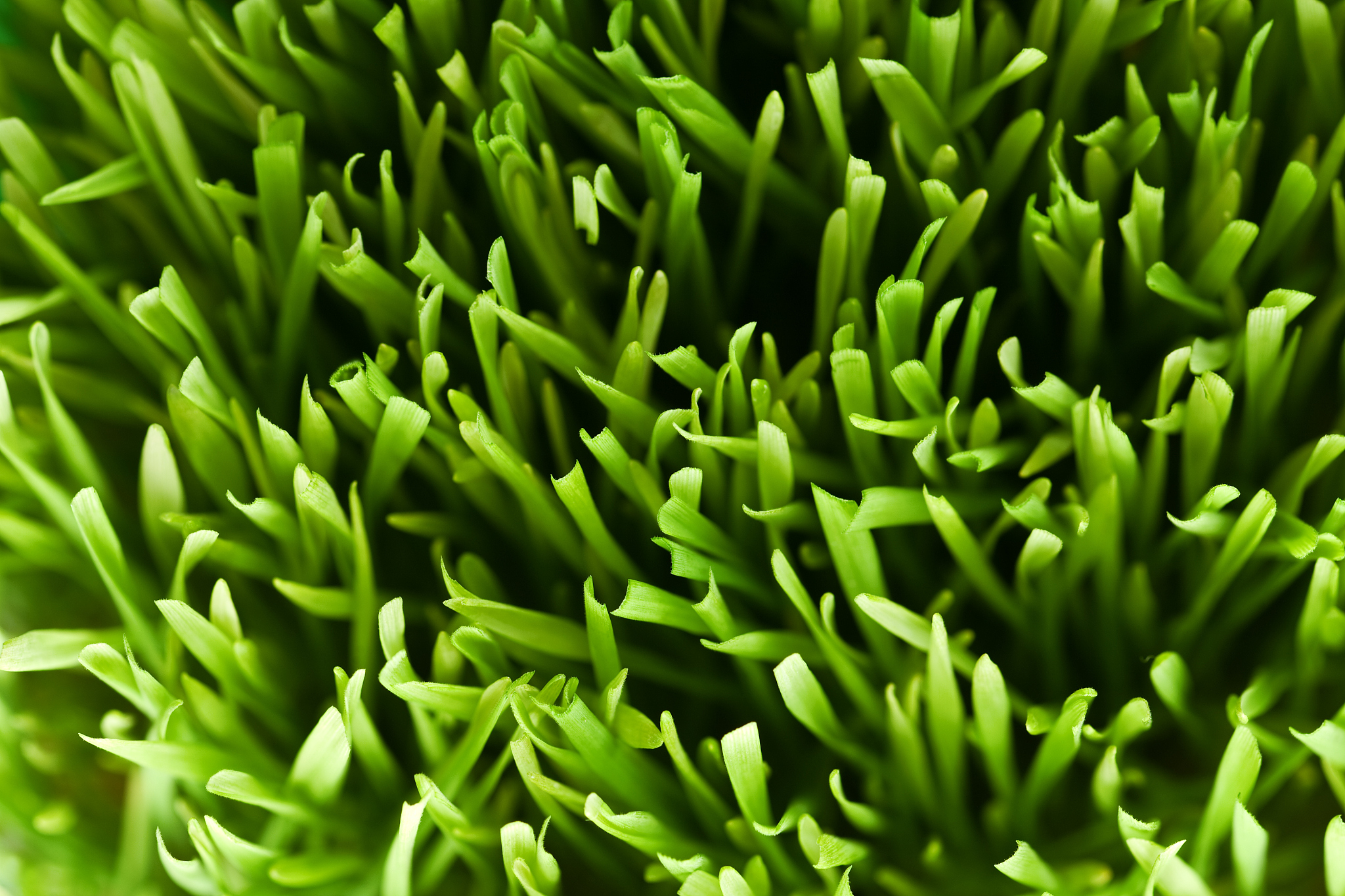 grass