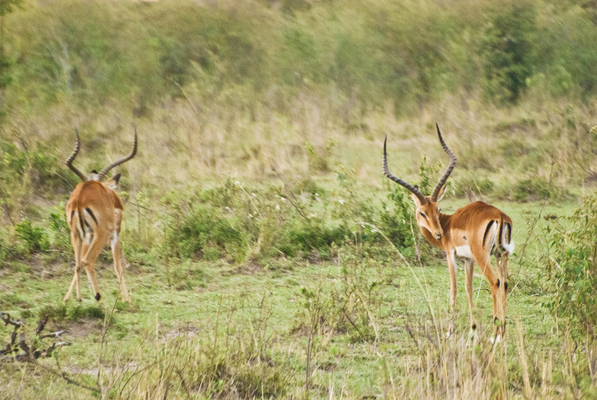 herd of thomson's gazelles aka tommies (eudorcas thomsonii) on d