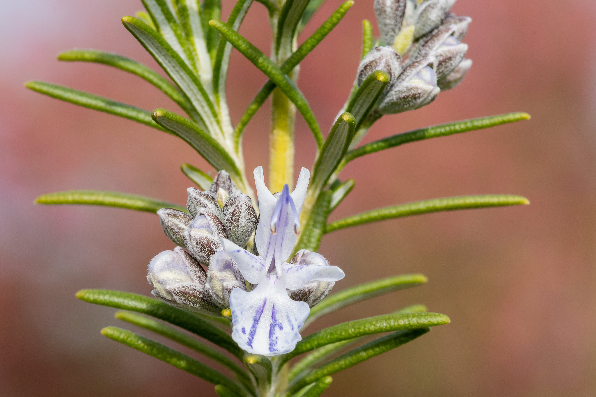 close up of a rosemary  plant