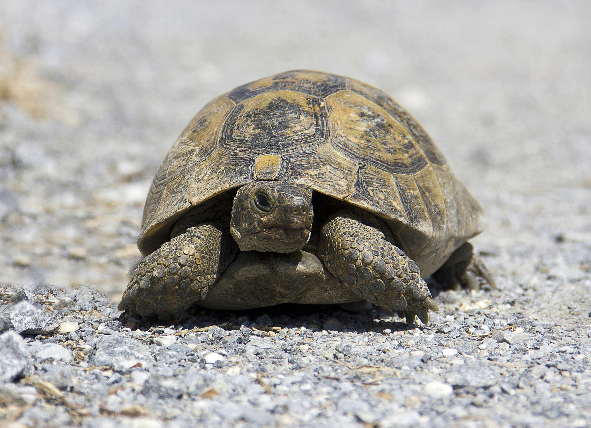 young turtle