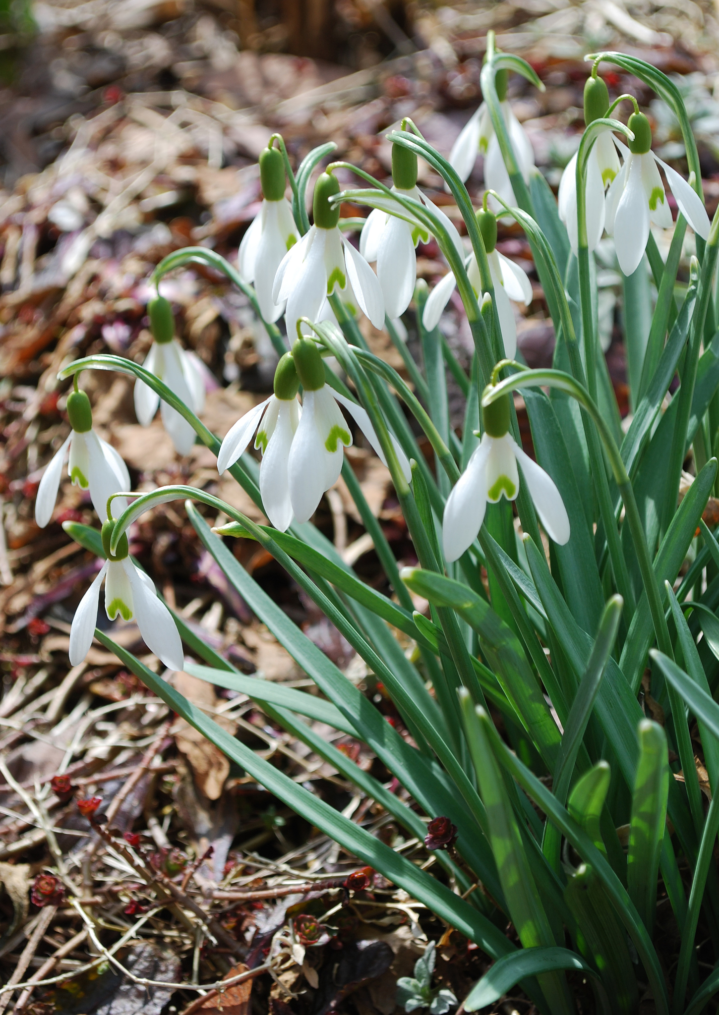 white snowdrops