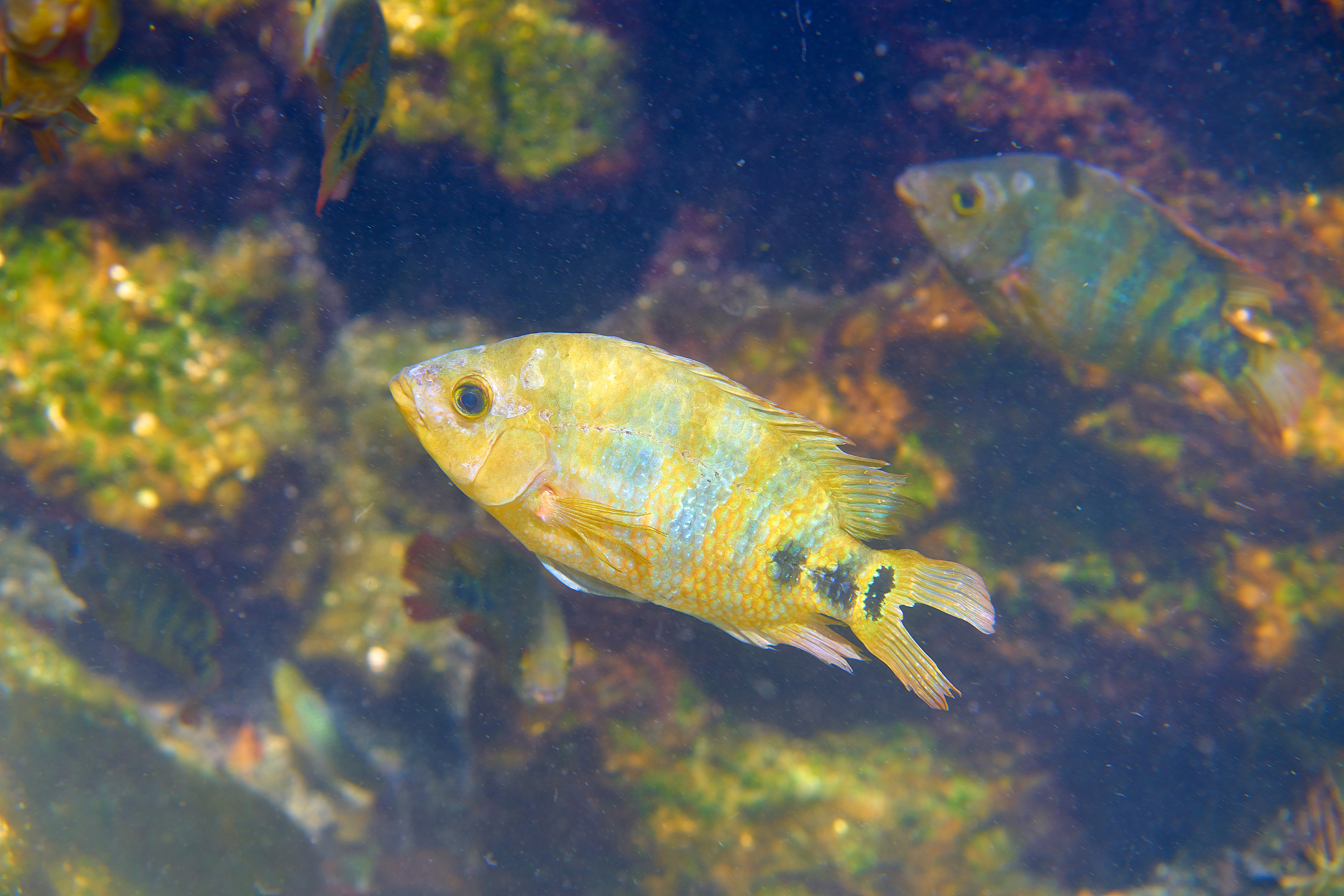 fish cichlasoma urophthalmus of cichlids