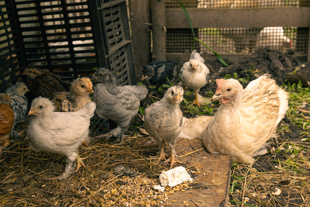 鸡的用途和重要性：常见农业家禽