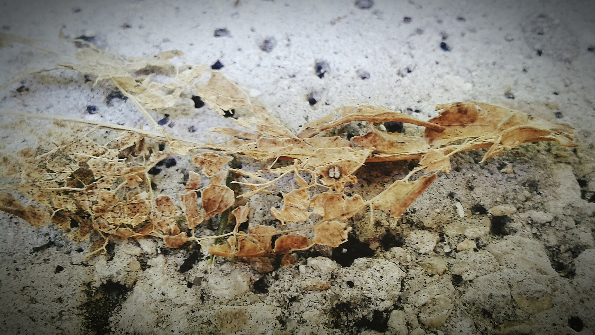 close-up of rotten leaf on rock