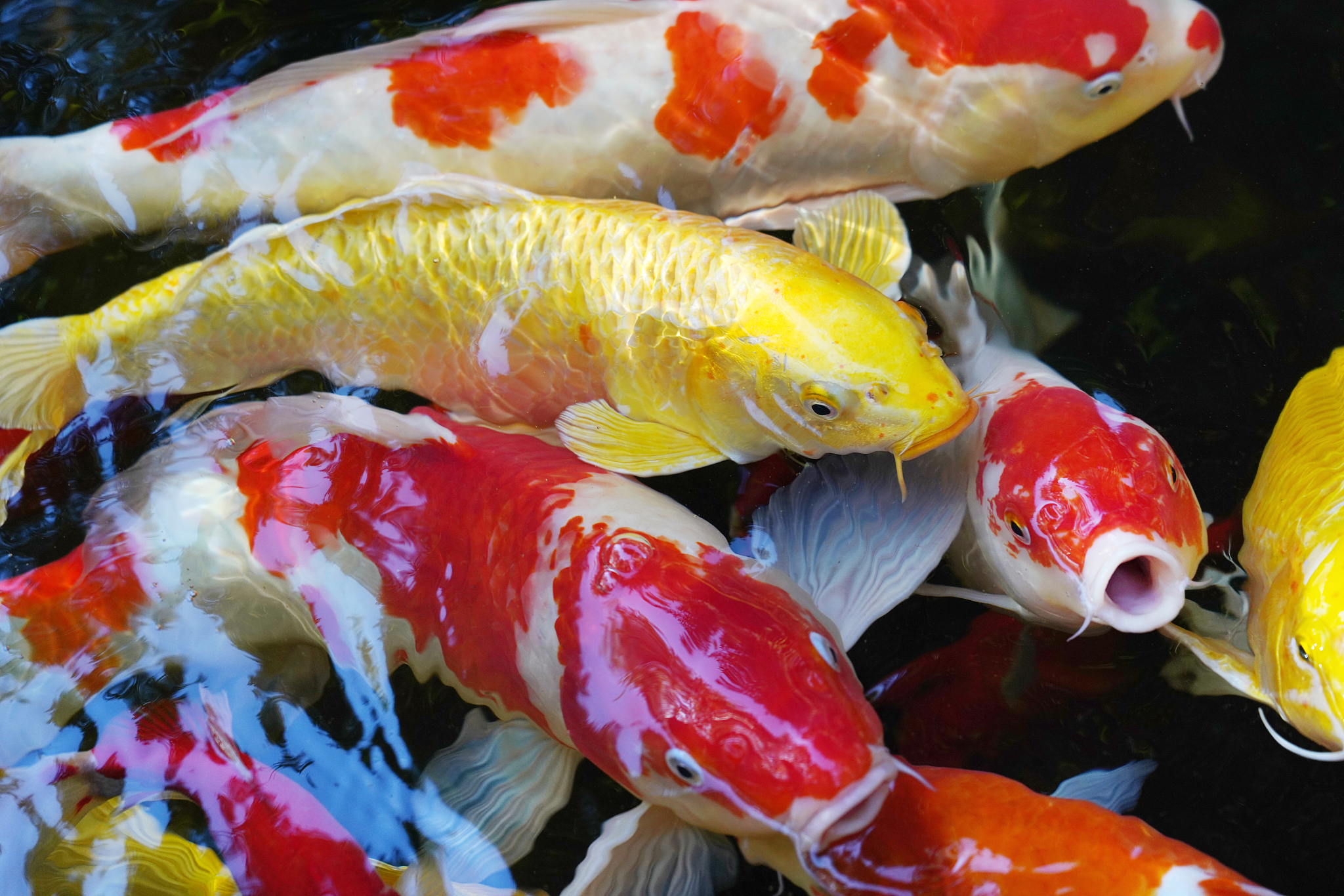 那种淡水鱼会吃迷生物回答加拓展