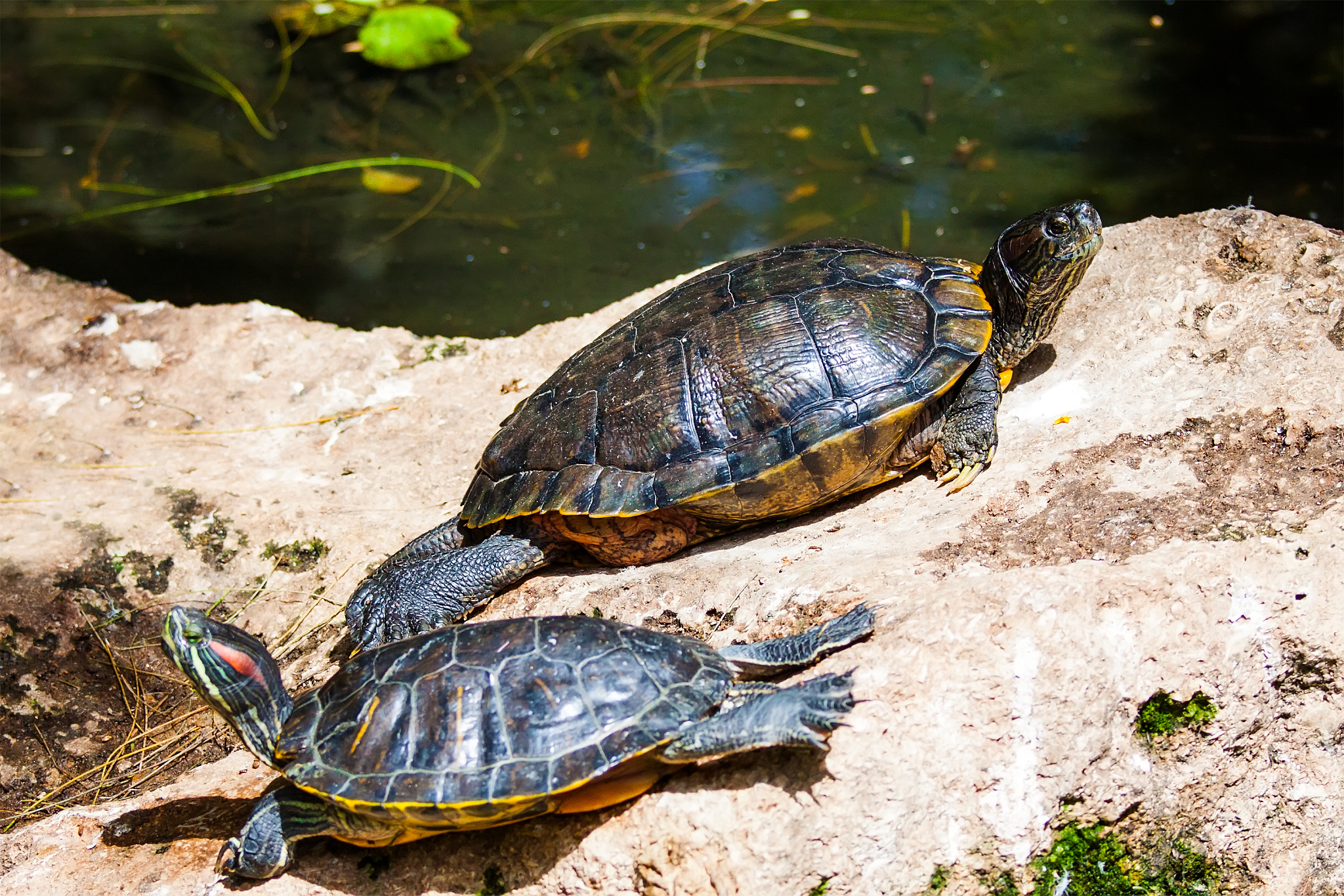 box turtle