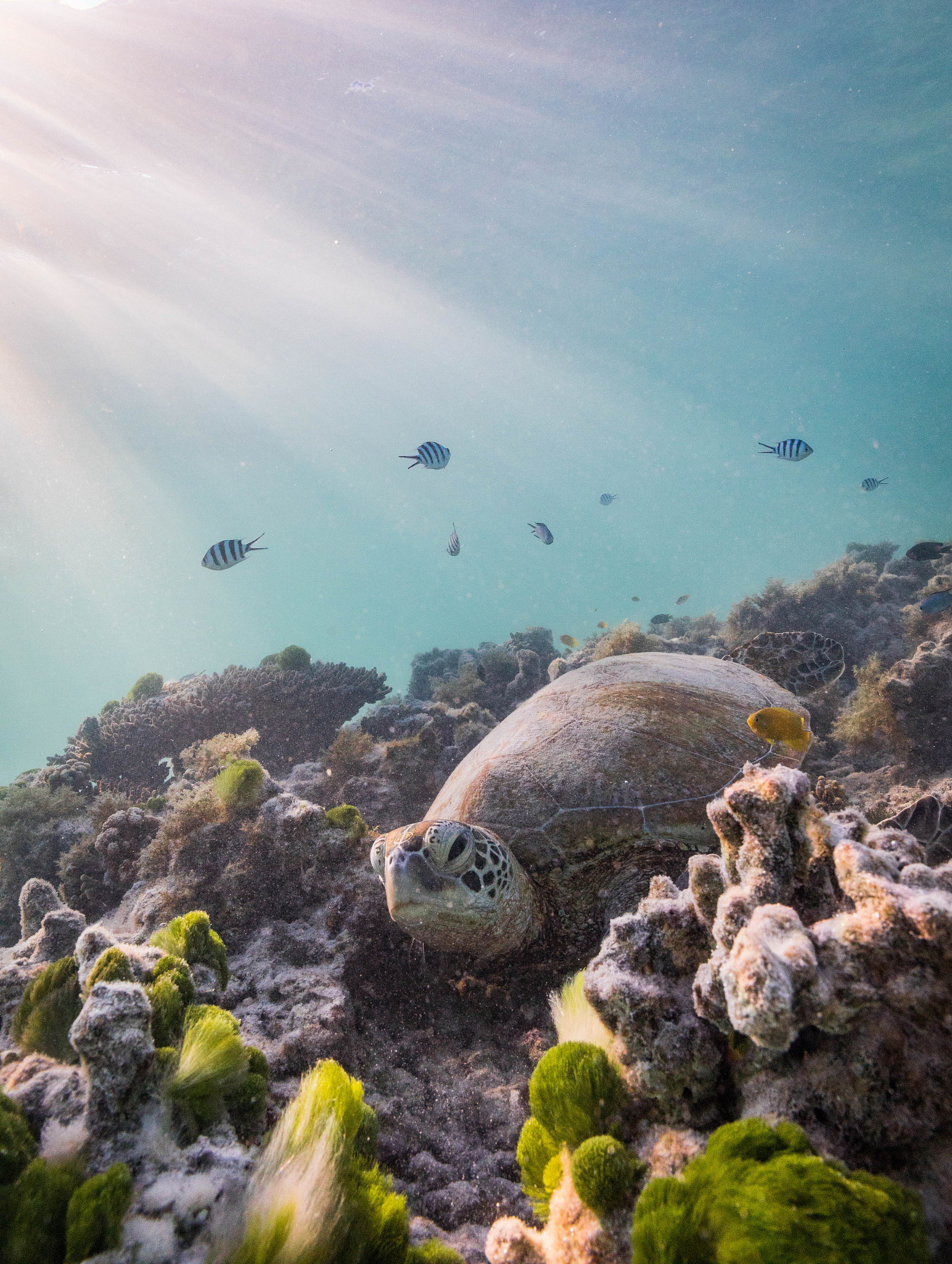海底大猎杀手游更新：全新海底地图、生物、武器等你探索！