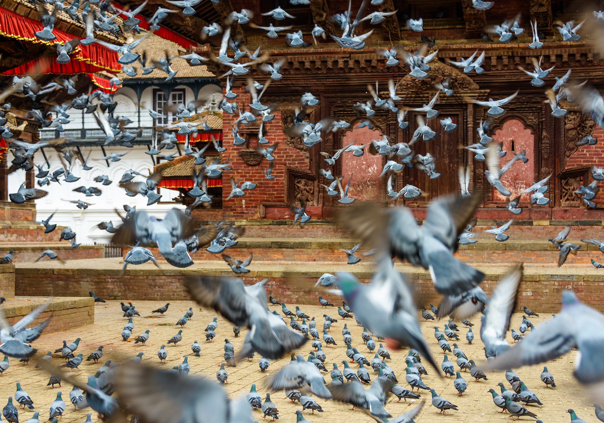 pigeons taking off at kathmandu durbar square