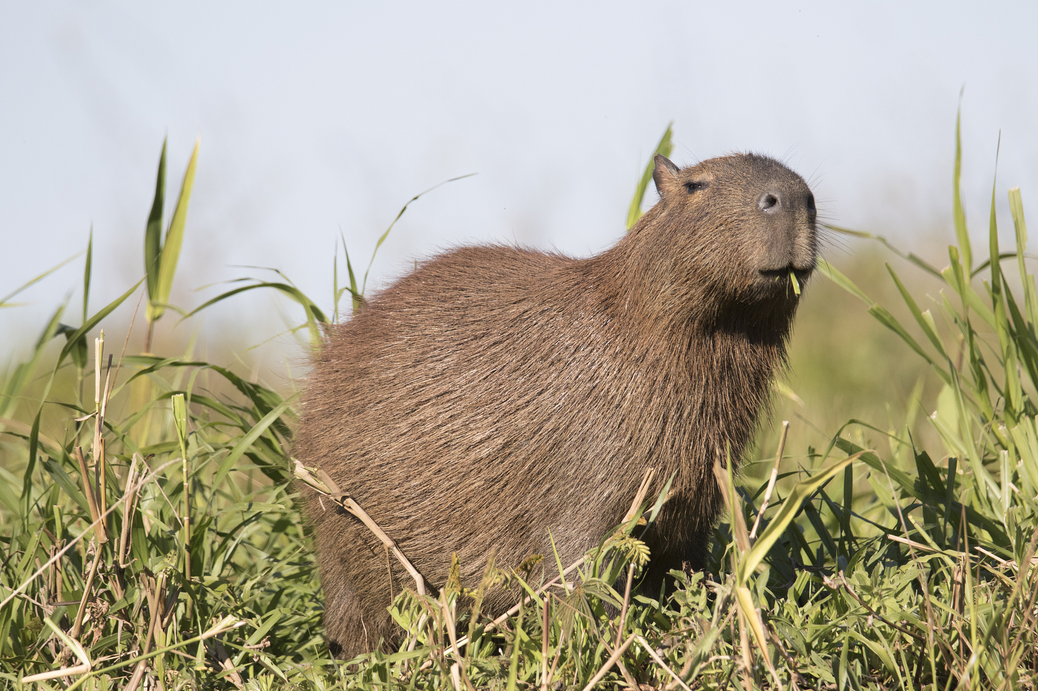 capybara eating