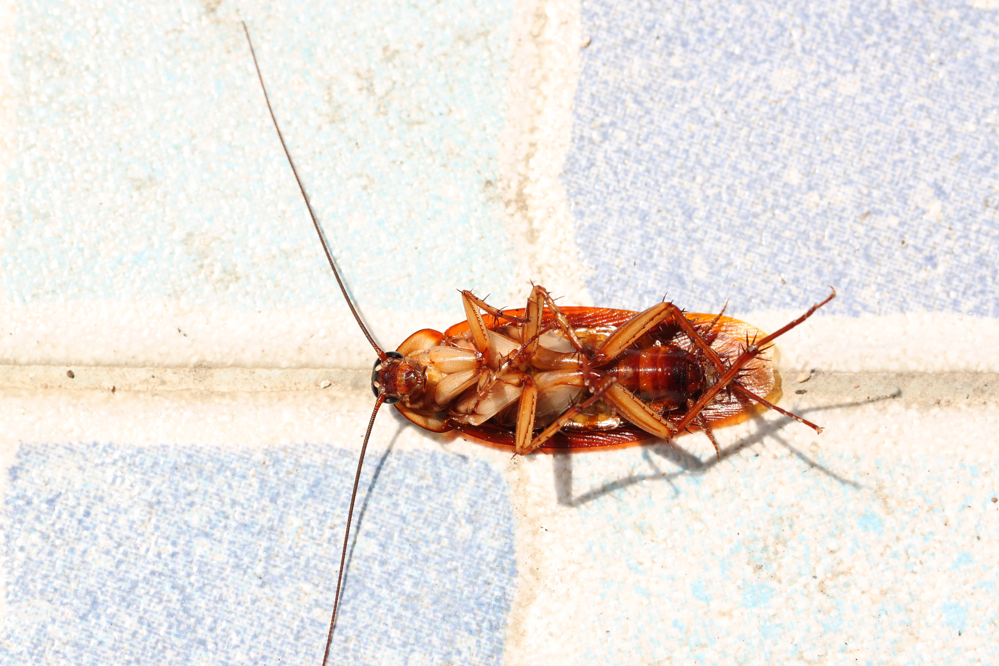 踩死蟑螂的鞋底怎么处理