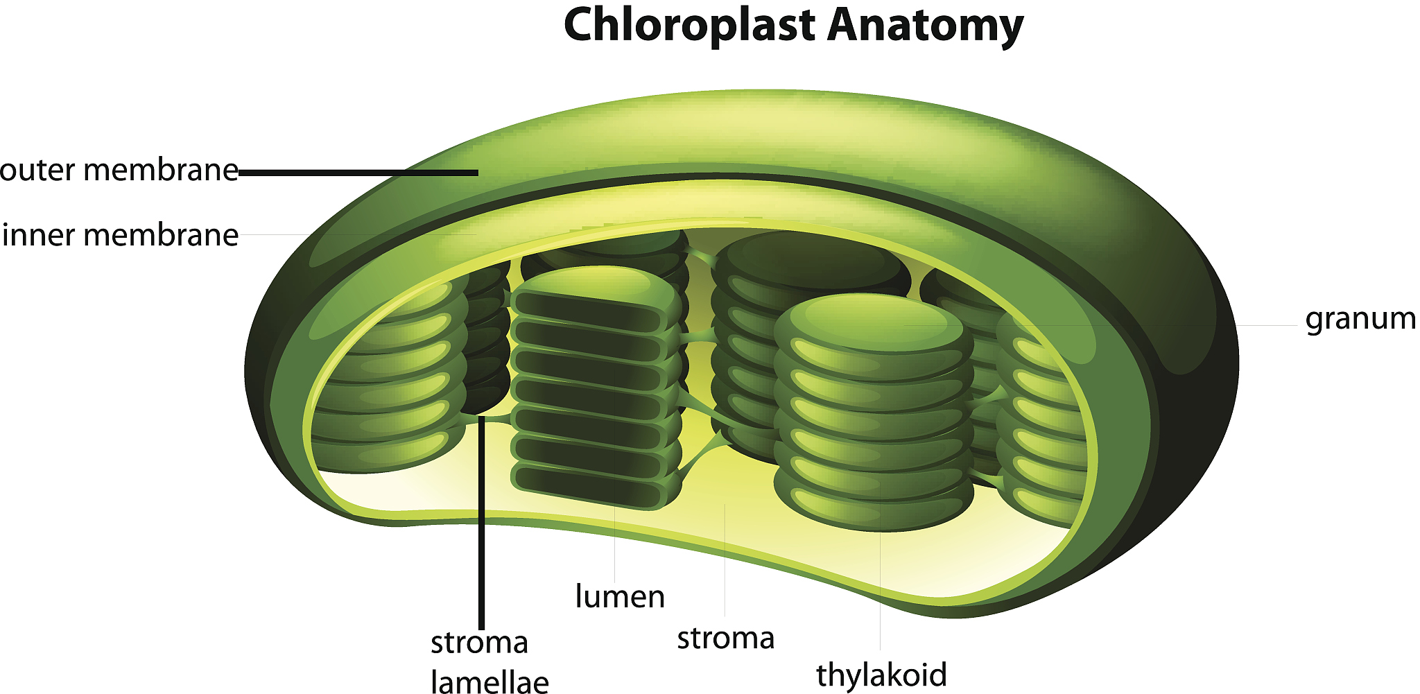 它们是细胞的代谢副产物在植物体中大量产生于线粒体、叶绿体、过氧化物酶体乙醛酸循环体和原生质膜上也能由病原物等诱导产生。把这句话换个表达方式