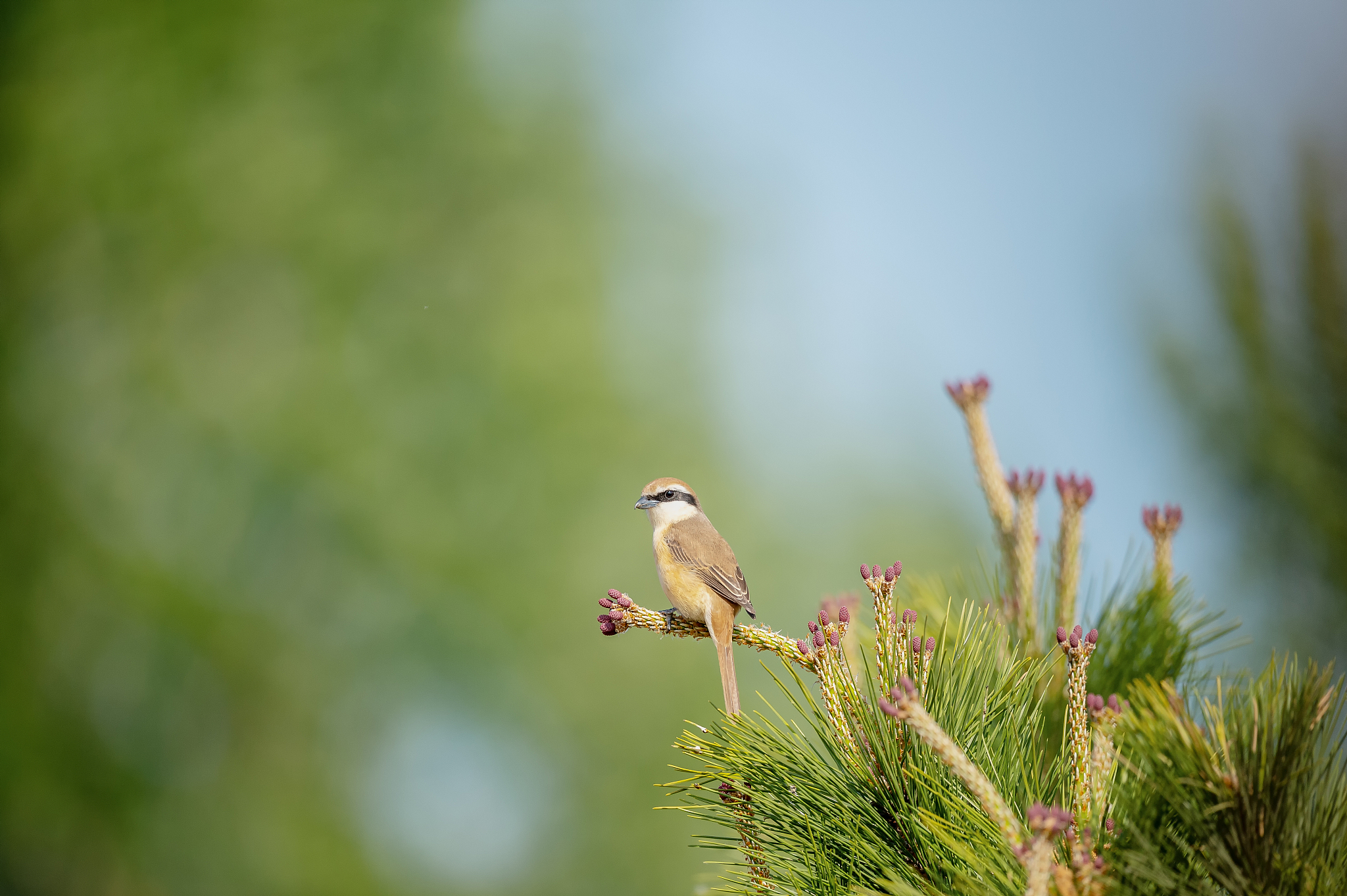 发表时间不同描述的却是同一件事
