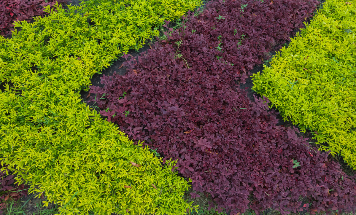 鸿业市政道路植物图形对照表 - 常用绿化植物名称