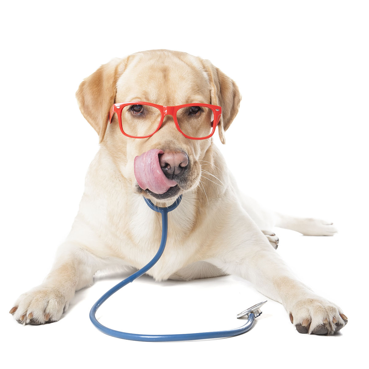 2019年读动物医学专业就业前景分析：机遇与挑战并存