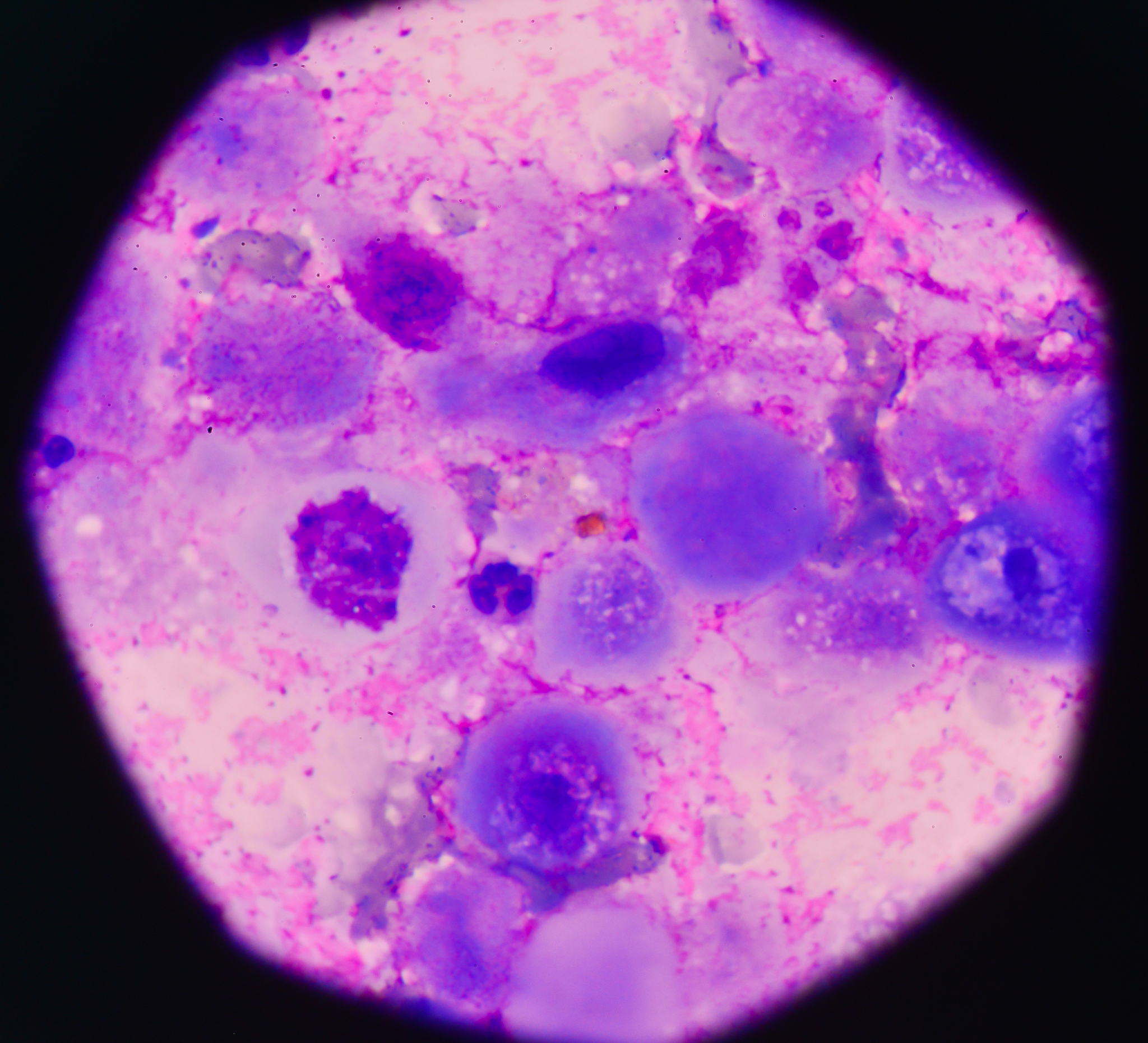 请用地道、专业、科学、书面化的中文翻译如下内容：Human placentas were procured from 9 donors with research authorization through LifeNet Health’s organ and tissue procurement service and stored frozen Whole chorionic plate wa