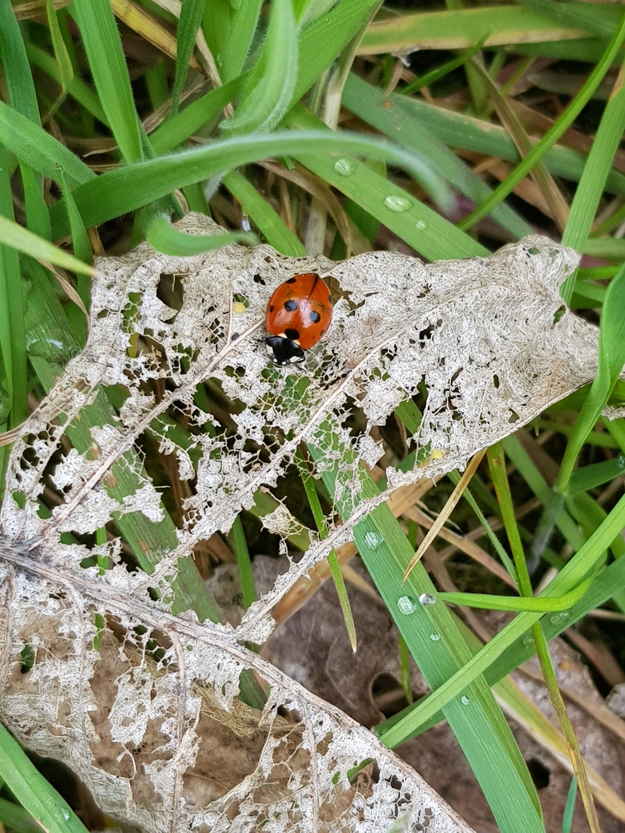 落叶松属钻蛀性害虫及松材线虫研究现状 - 防治策略与最新进展