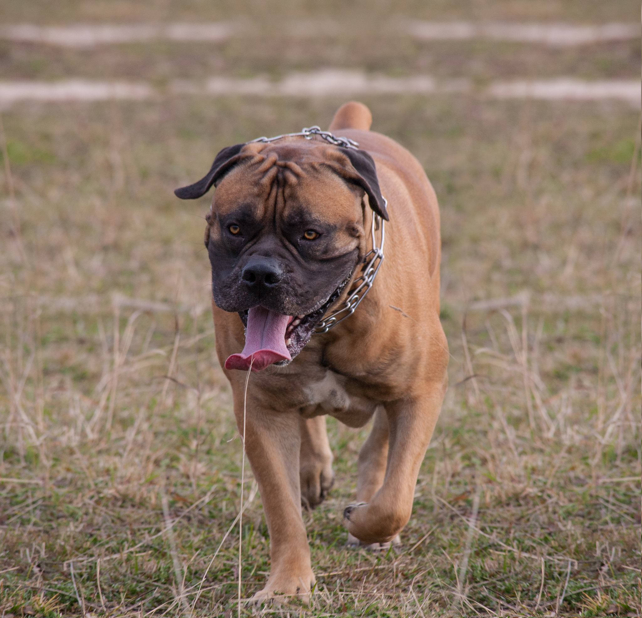 autumn. portrait in motion. a rare breed of dog - the boerboel. 