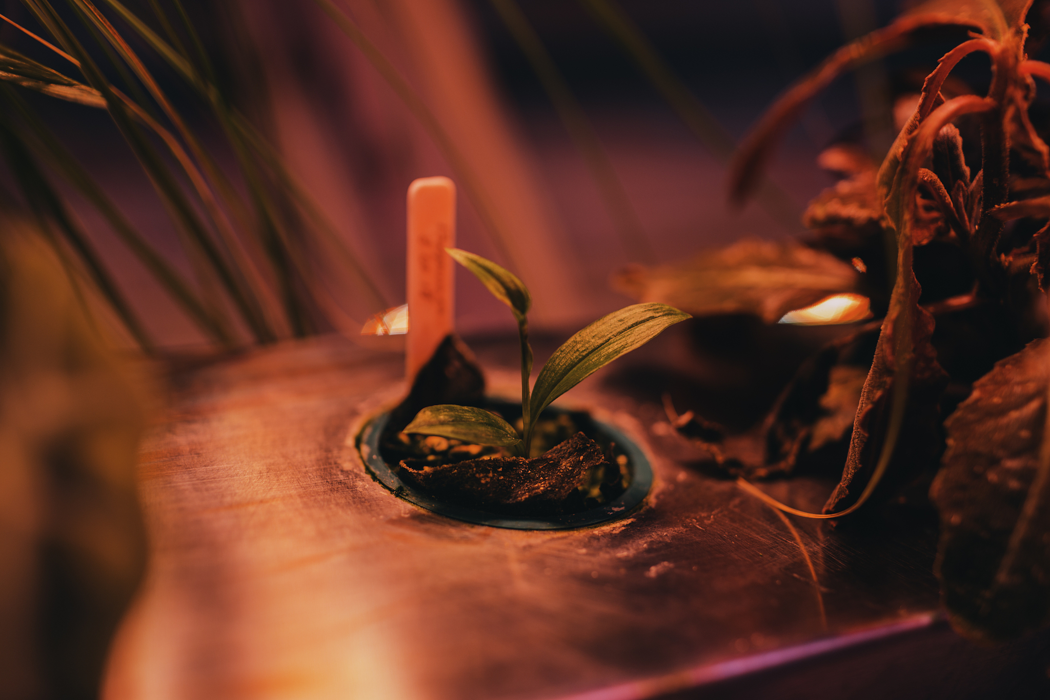 new life