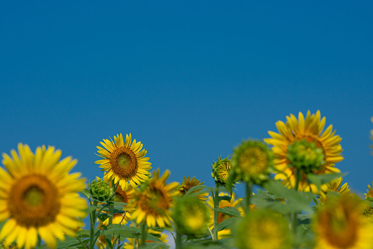 windows与苹果能不能用向日葵帮我用210字详细描述