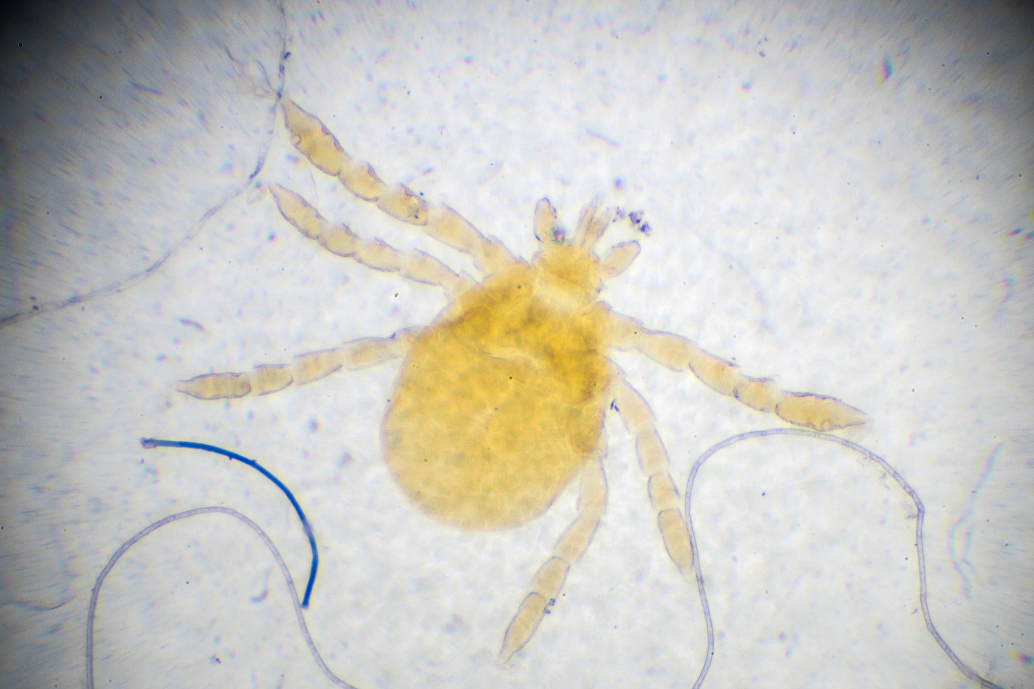 实验动物技术专科课程有哪些？