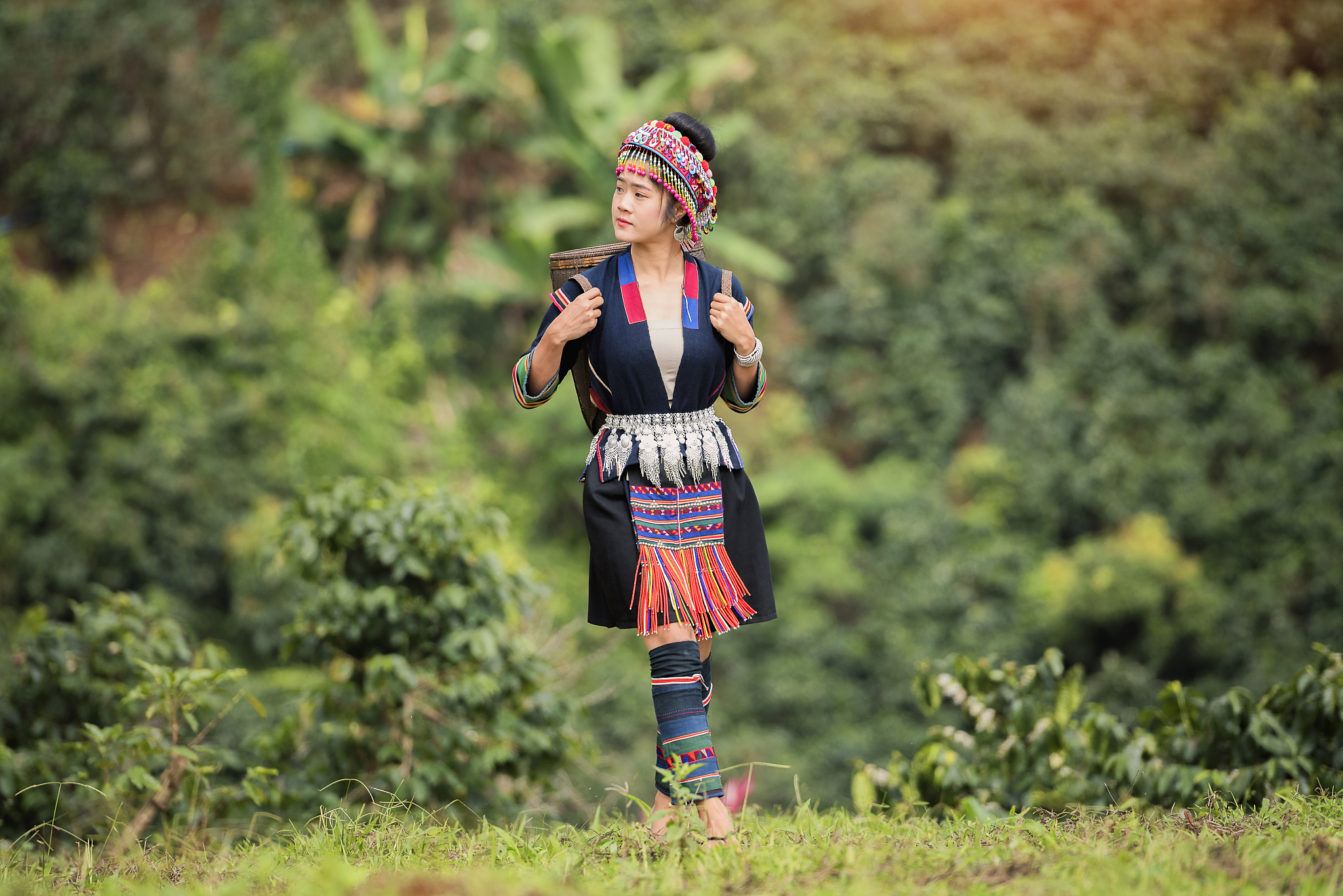 hill tribe coffee plantation